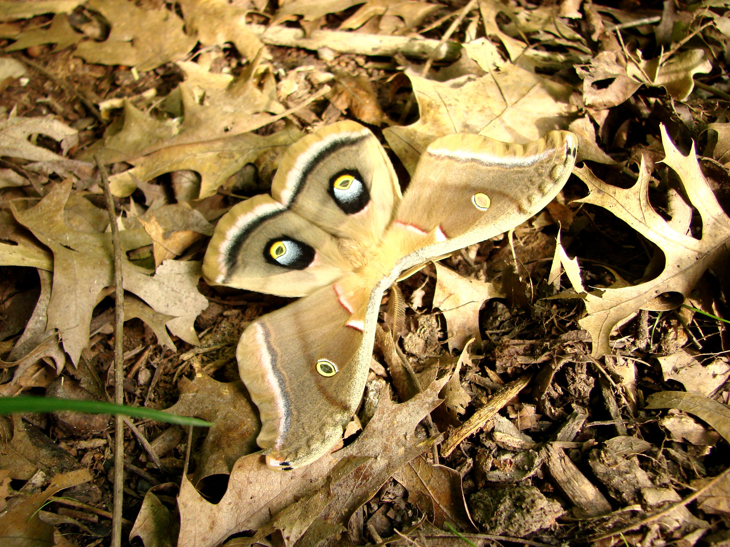 sunlight, dry, animals in the wild, animal wildlife, plant, plant part, antherea polyphemus, camouflage, no people, day, close-up, vertebrate, browns, tan, HD Wallpaper