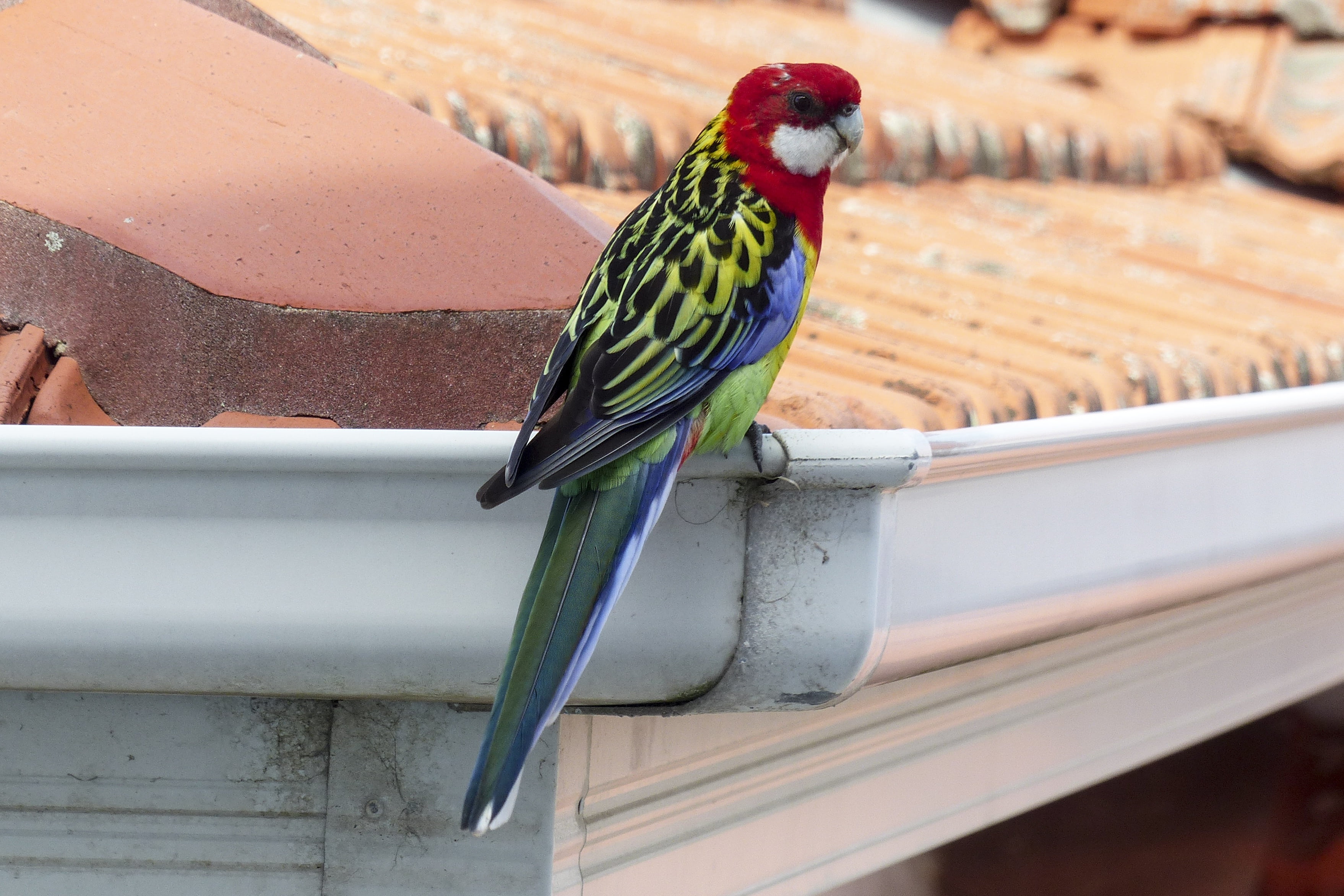 feathered, wood - material, nature, one animal, green, vertebrate, animals in the wild, bird, 2K, zoology, wildlife, psittacidae, close-up, gutter, red, HD Wallpaper
