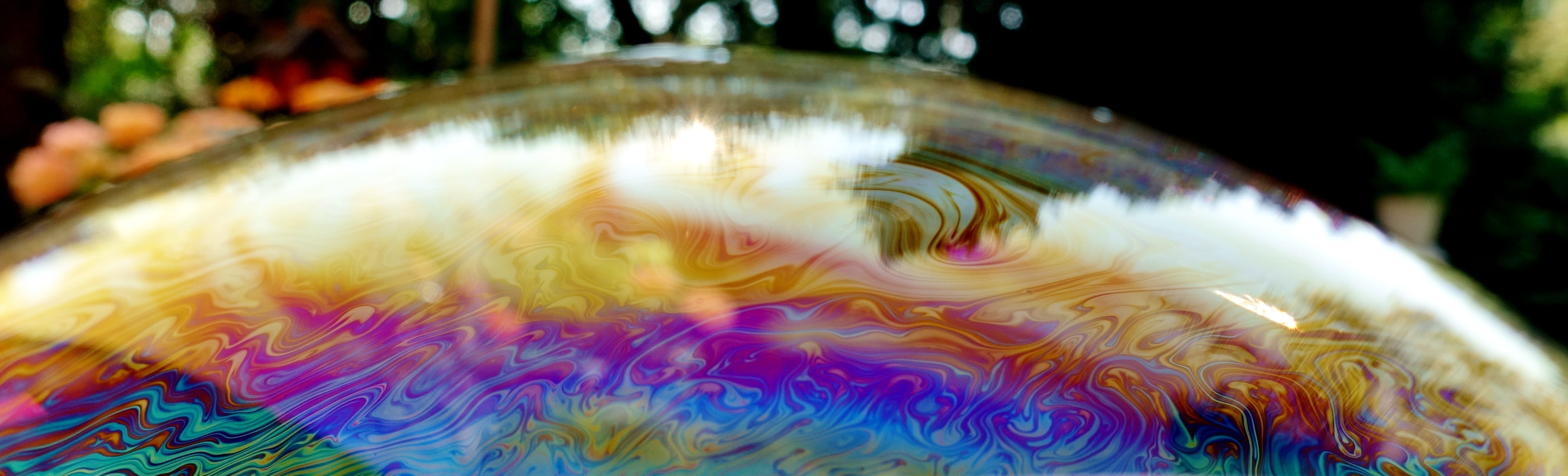 vertebrate, multi colored, animal wildlife, marine, iridescent, soap bubble, colorful, close-up, animal themes, animal, no people, animals in the wild, HD Wallpaper