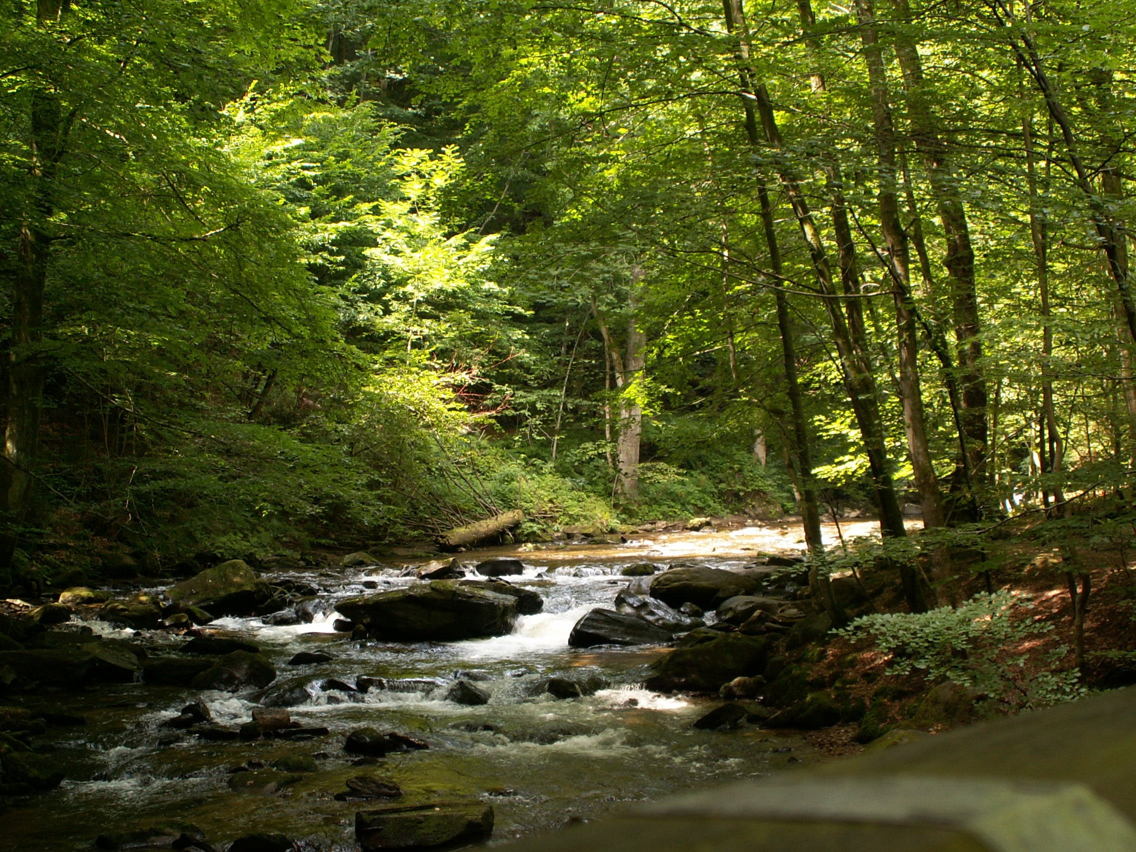 tree, scenics - nature, near, woodland, austria, flowing water, nature, tranquil scene, land, forest, tranquility, growth, green color, styria, 1080P, HD Wallpaper