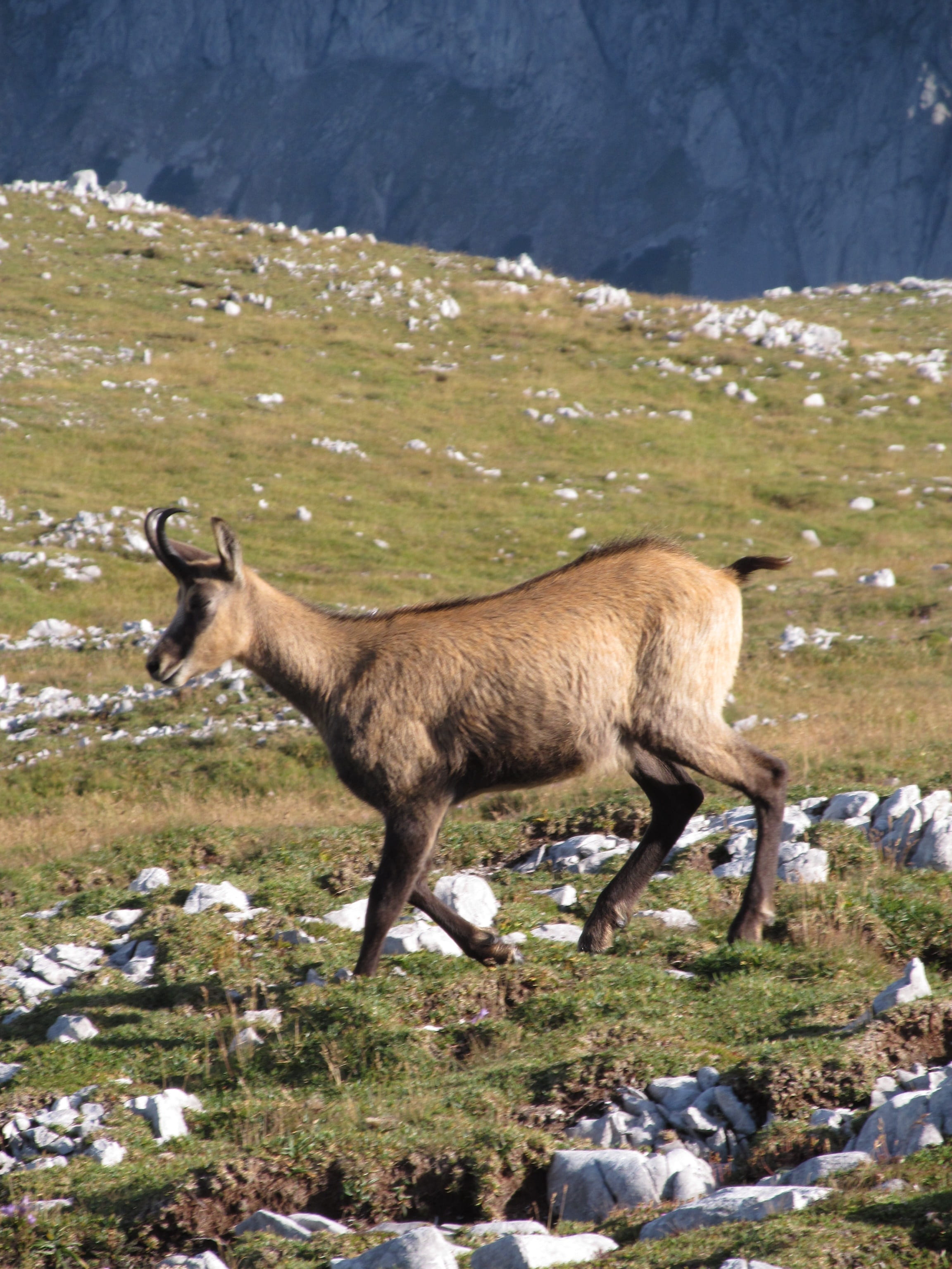 austria, chamois, animal themes, cold temperature, wild animal, animals in the wild, day, winter, land, mountain, mammal, no people, herbivorous, one animal, Phone HD Wallpaper