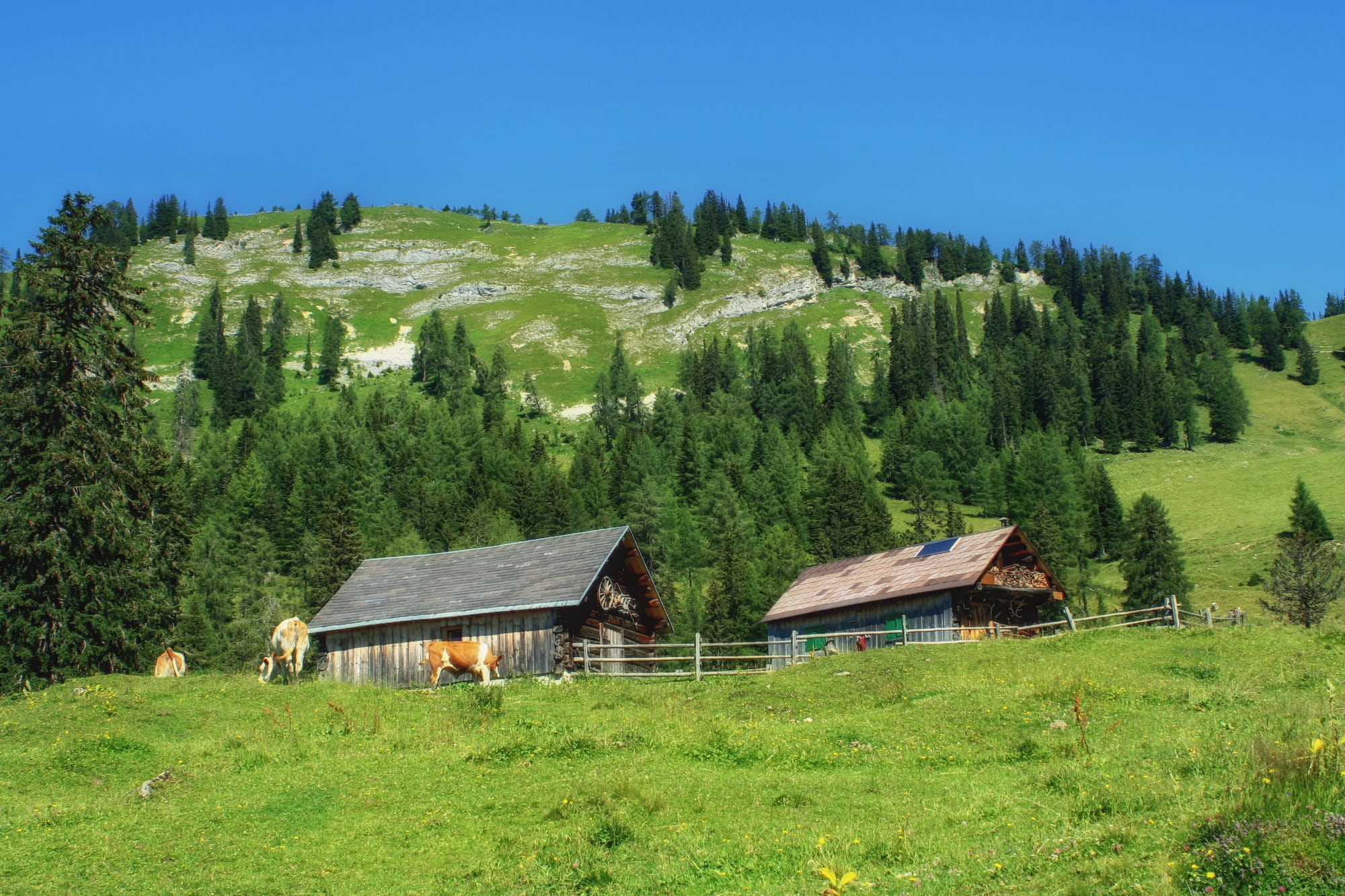 cottage, land, building, no people, rural, nature, countryside, trees, architecture, built structure, growth, building exterior, landscape, farm, pine tree, HD Wallpaper