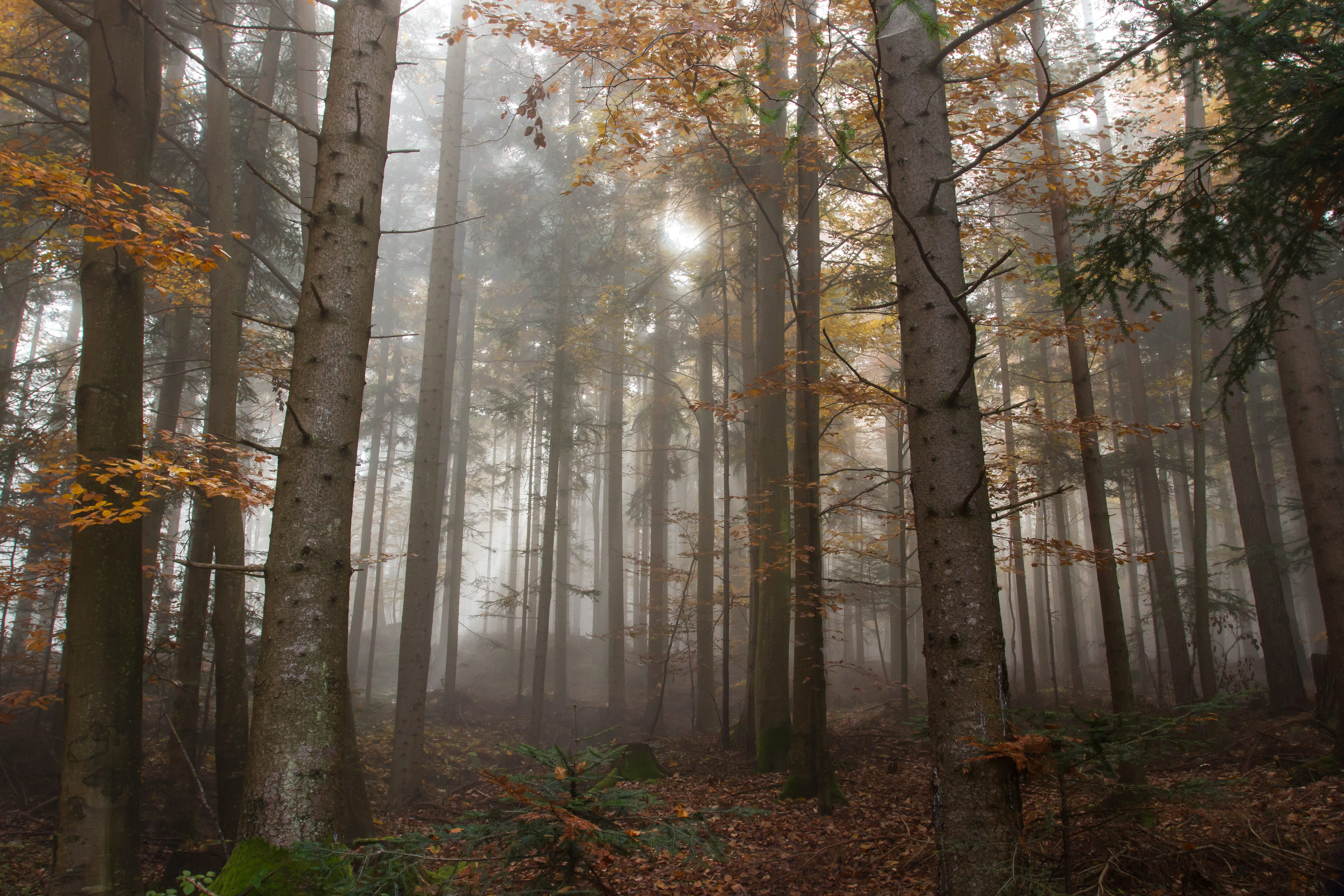 landscape, rest, outdoor, autumn, beauty in nature, atmosphere, woodland, day, nature, quiet, change, outdoors, tranquil scene, growth, fog, forest, sad, HD Wallpaper