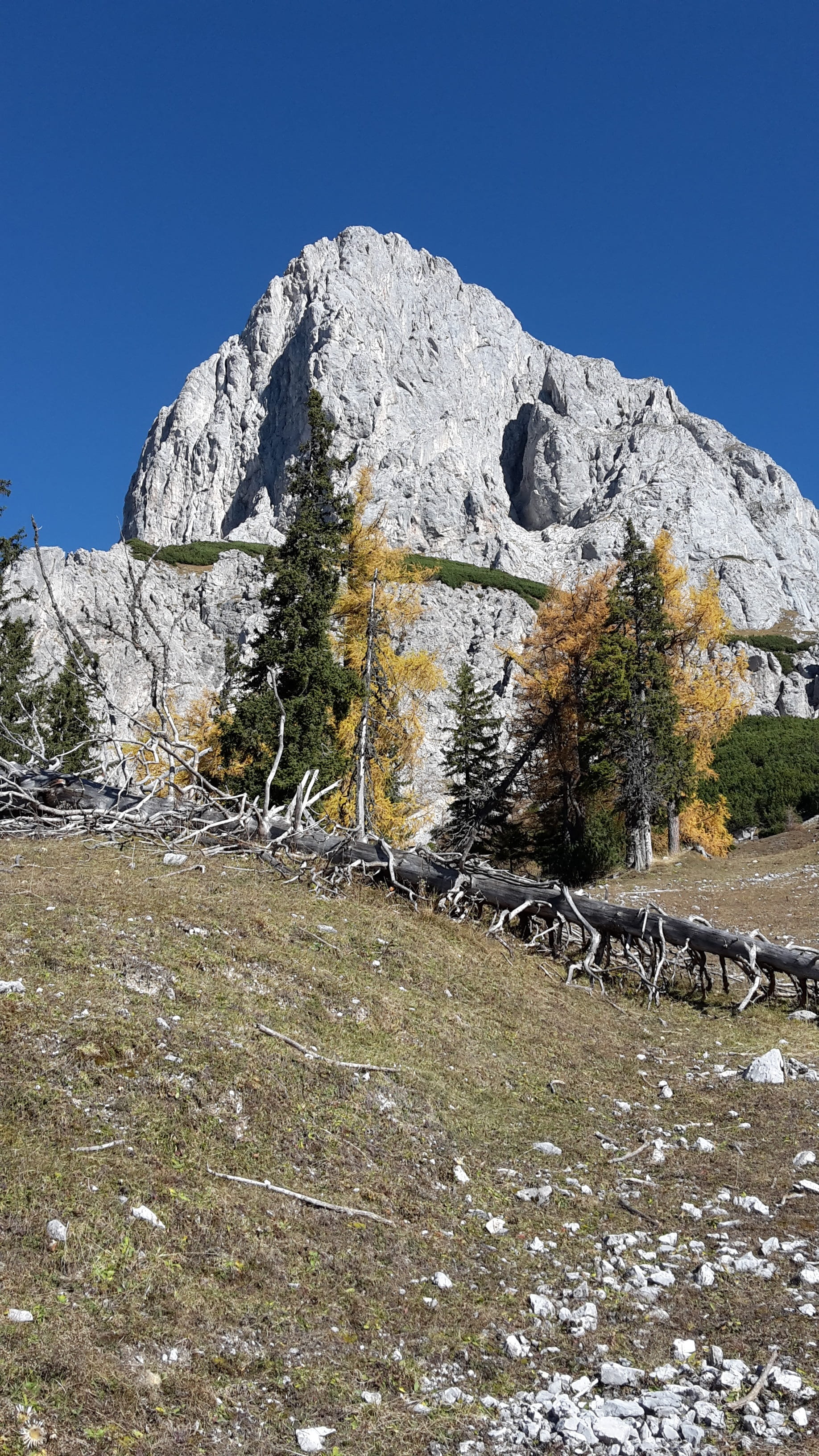 landscape, beauty in nature, rock, nature, Alpine, cold temperature, grass, day, larch, tranquil scene, field, sky, clear sky, autumn, admont, no people, Phone HD Wallpaper