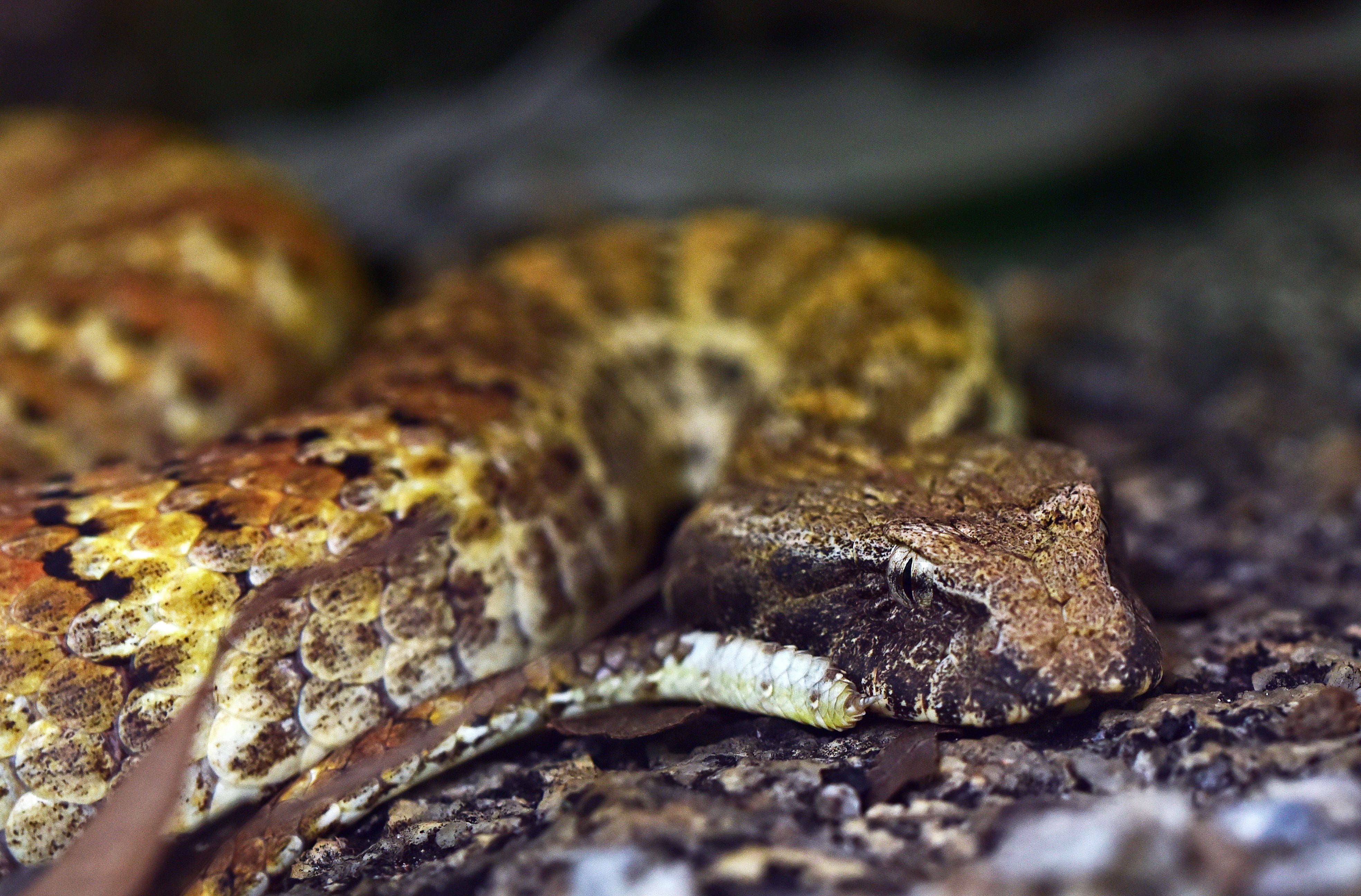 animal head, australia, selective focus, caudal luring, animal scale, outdoors, animal wildlife, animal eye, macro, close-up, vertebrate, animals in the wild, HD Wallpaper