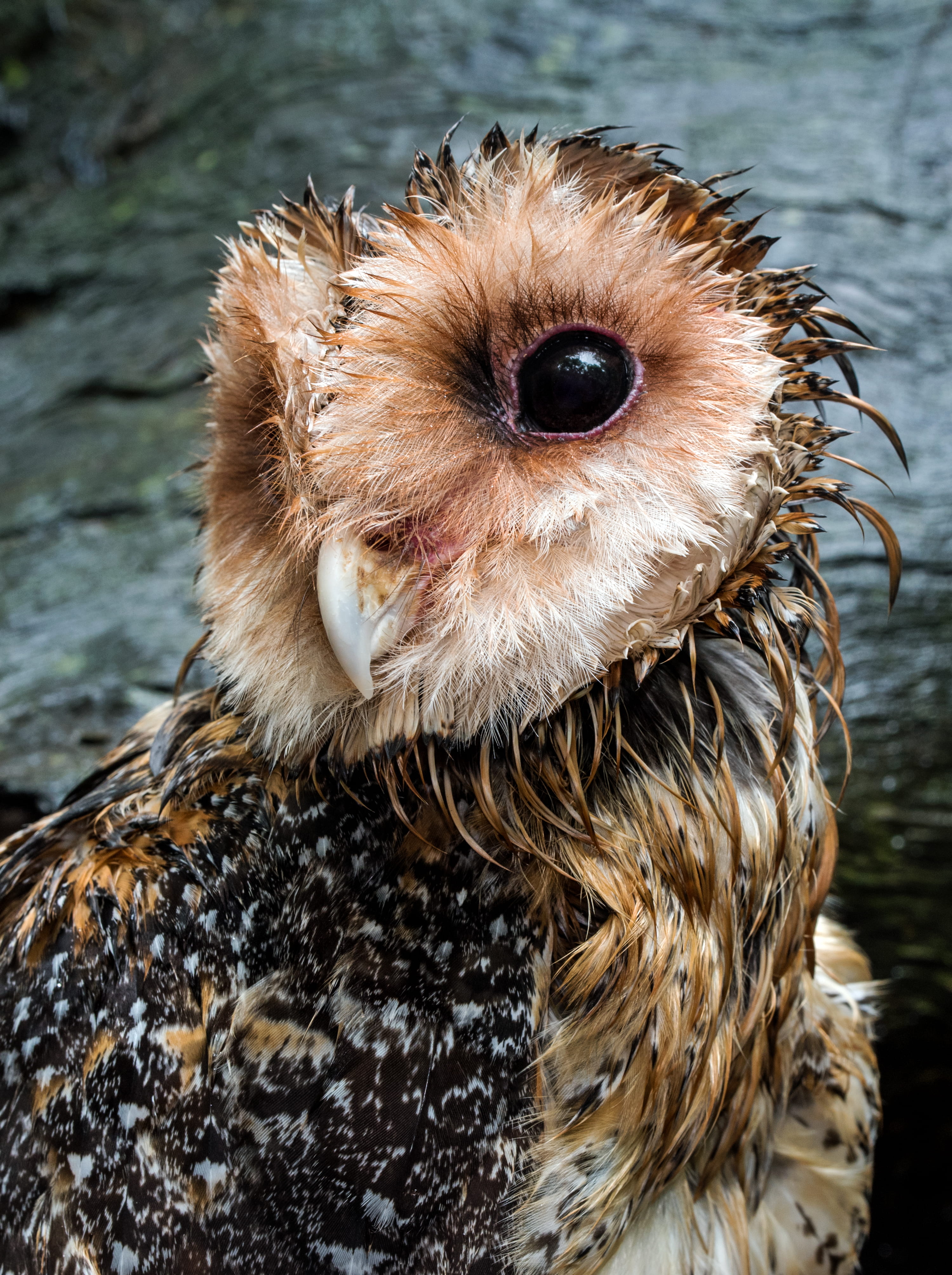 animal, owl, hair, fowl, day, one animal, soaked, hartleys crocodile adventures, bedraggled, wet owl, portrait, pet, drenched, mammal, close, dog, animal head, Phone HD Wallpaper