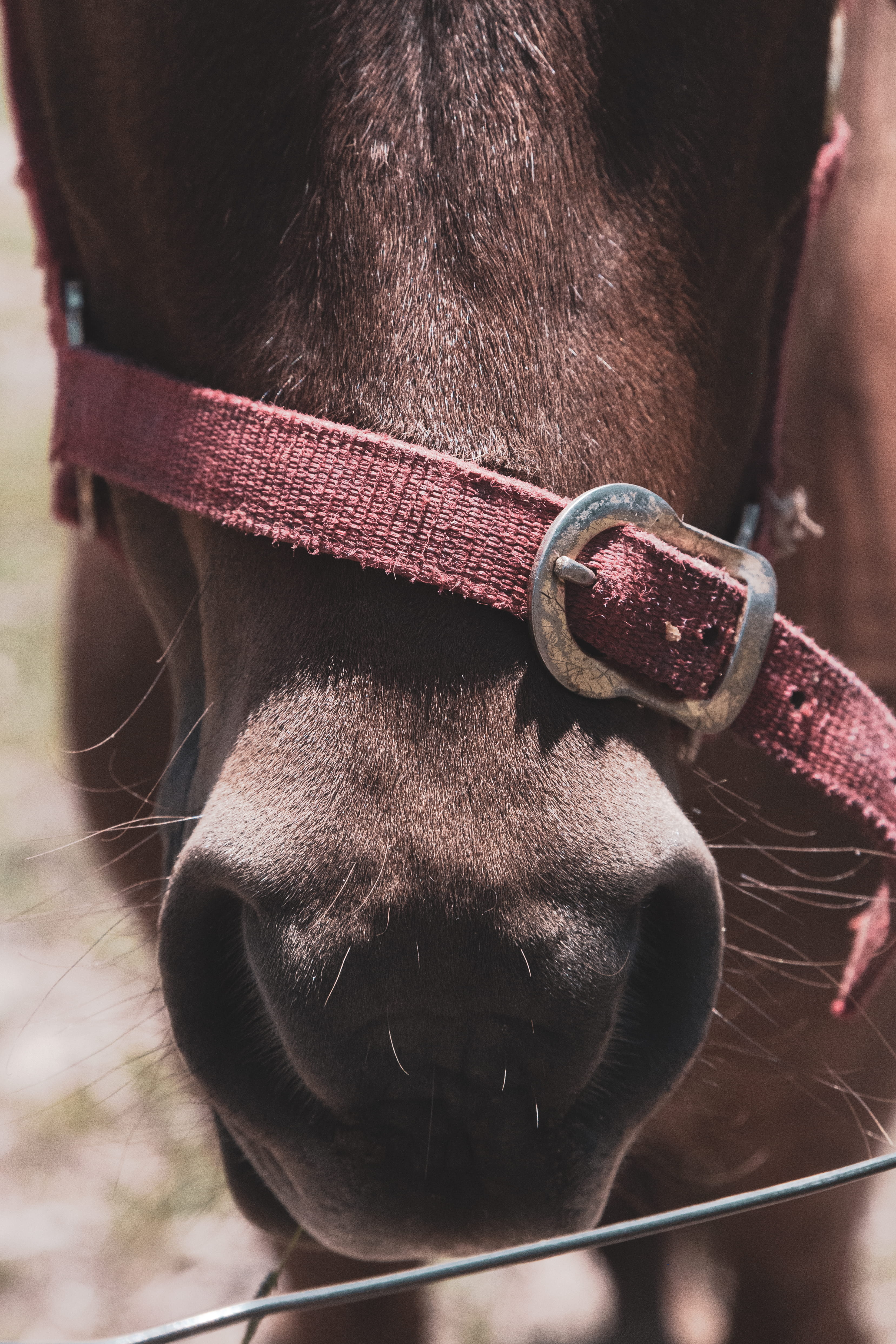 gear, outdoors, pet, animal mouth, halter, animal nose, herbivorous, animal wildlife, domestic, pets, animal head, bridle, brown, animal eye, wheel, chestnut, Phone HD Wallpaper