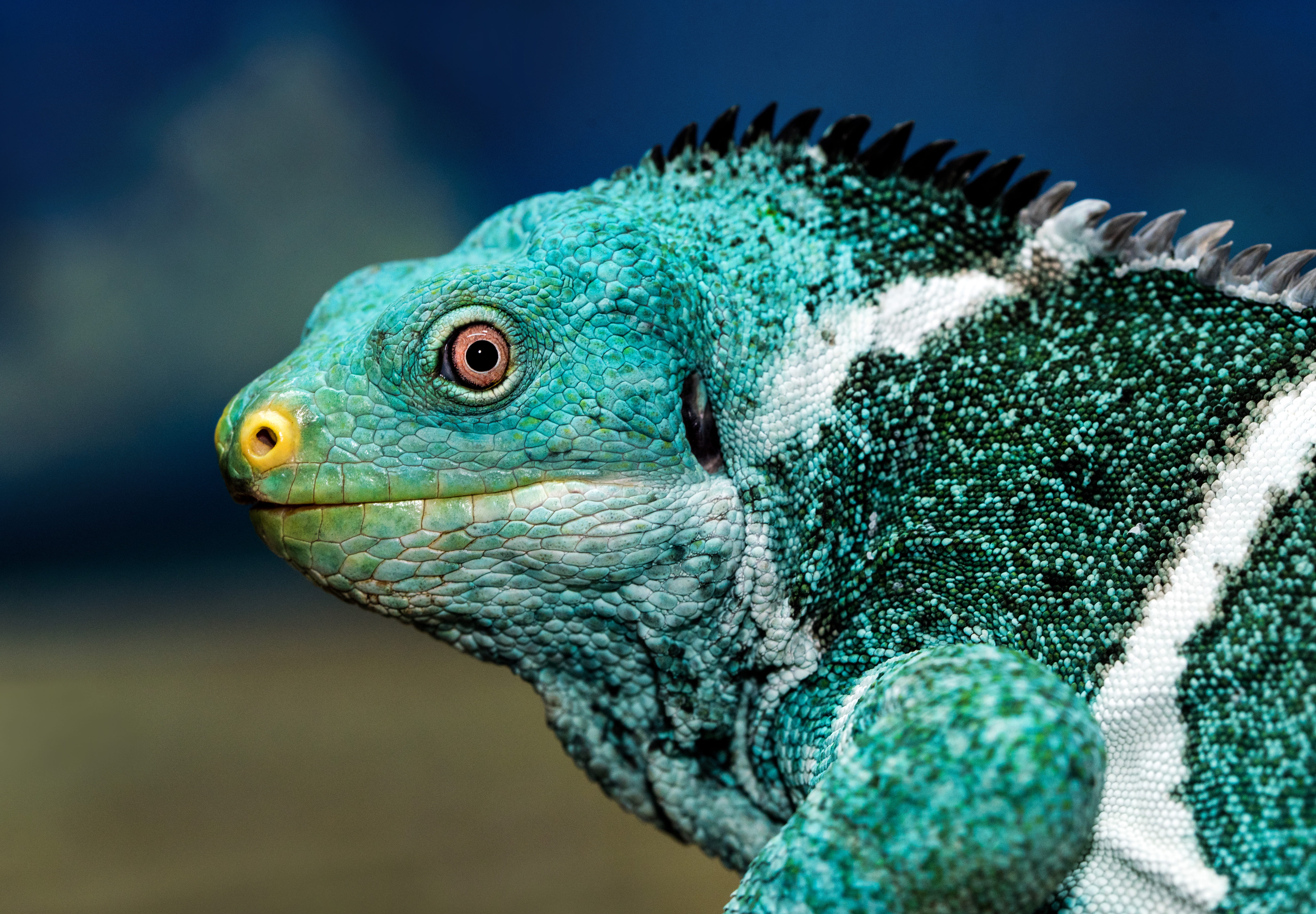 profile view, animal themes, animal, eye, chameleon, lizard face, animal body part, one animal, iguana, side view, focus on foreground, white, leaf, day, HD Wallpaper