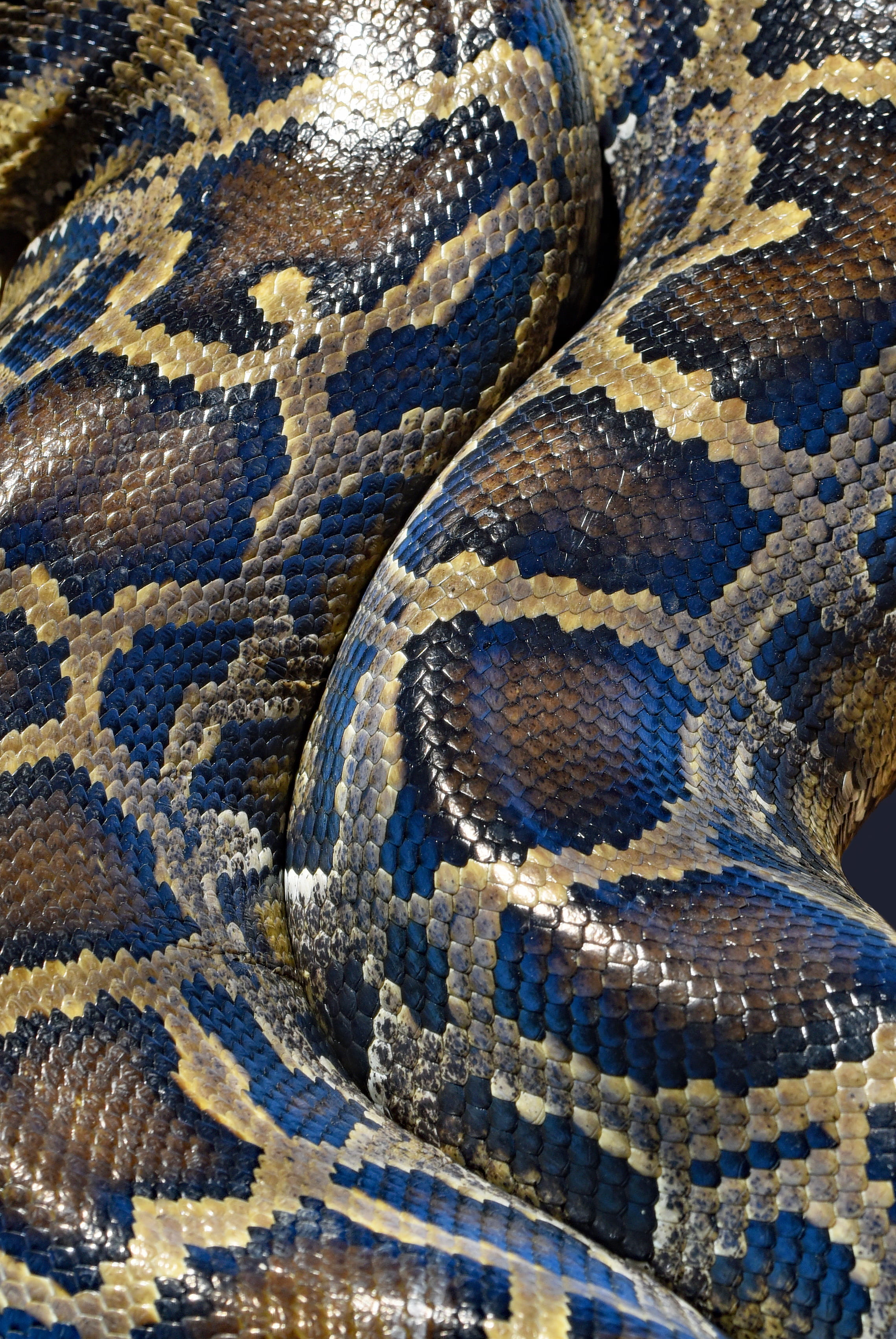 burmese python, burmese, animal, animals in the wild, animal scale, camouflage, no people, animal wildlife, poisonous, animal themes, python, reptile, snake, Phone HD Wallpaper