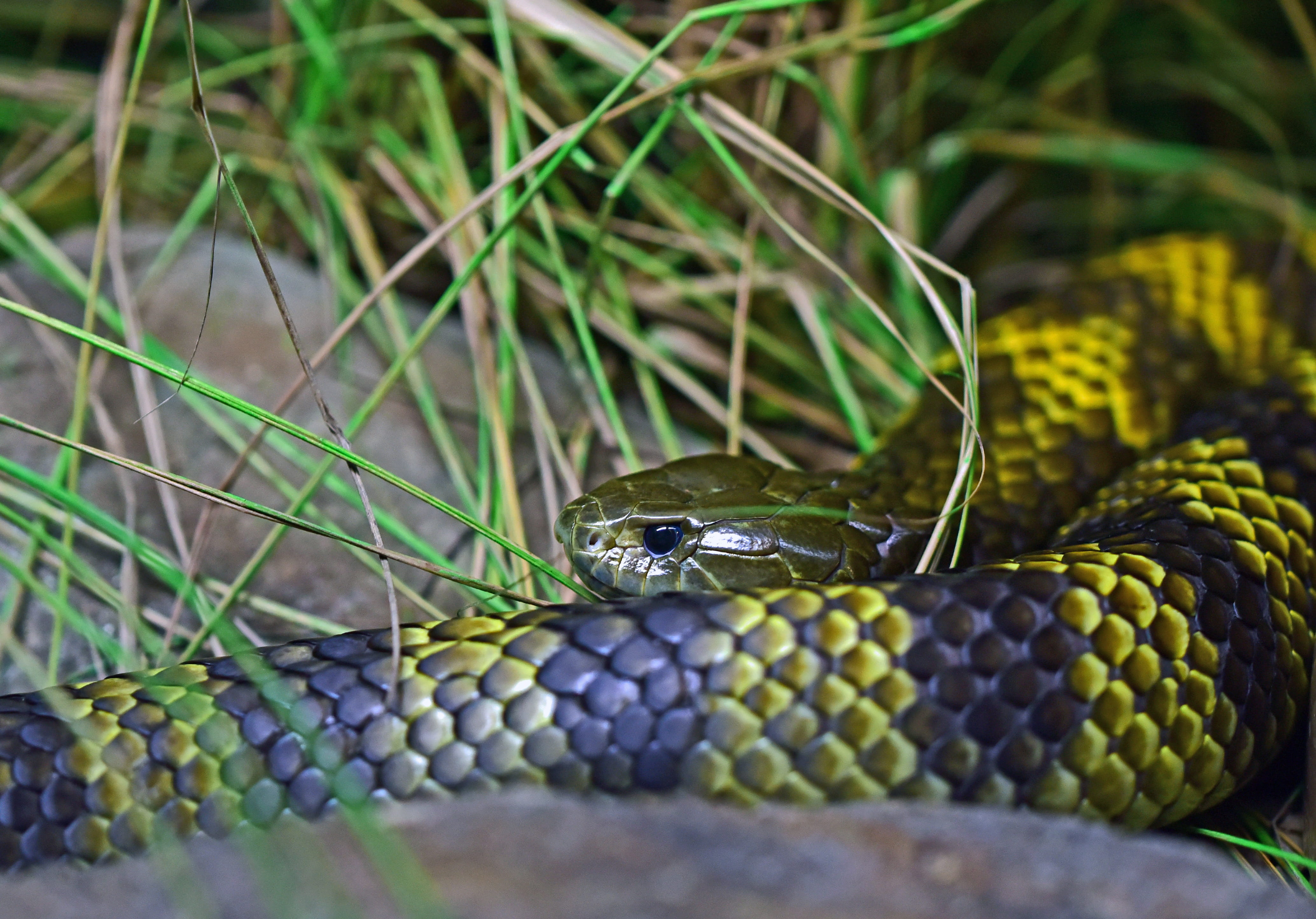 snake, tiger, animal wildlife, warning sign, selective focus, stripy, vertebrate, banded, hartleys crocodile adventures, reptile, animal scale, animal, HD Wallpaper