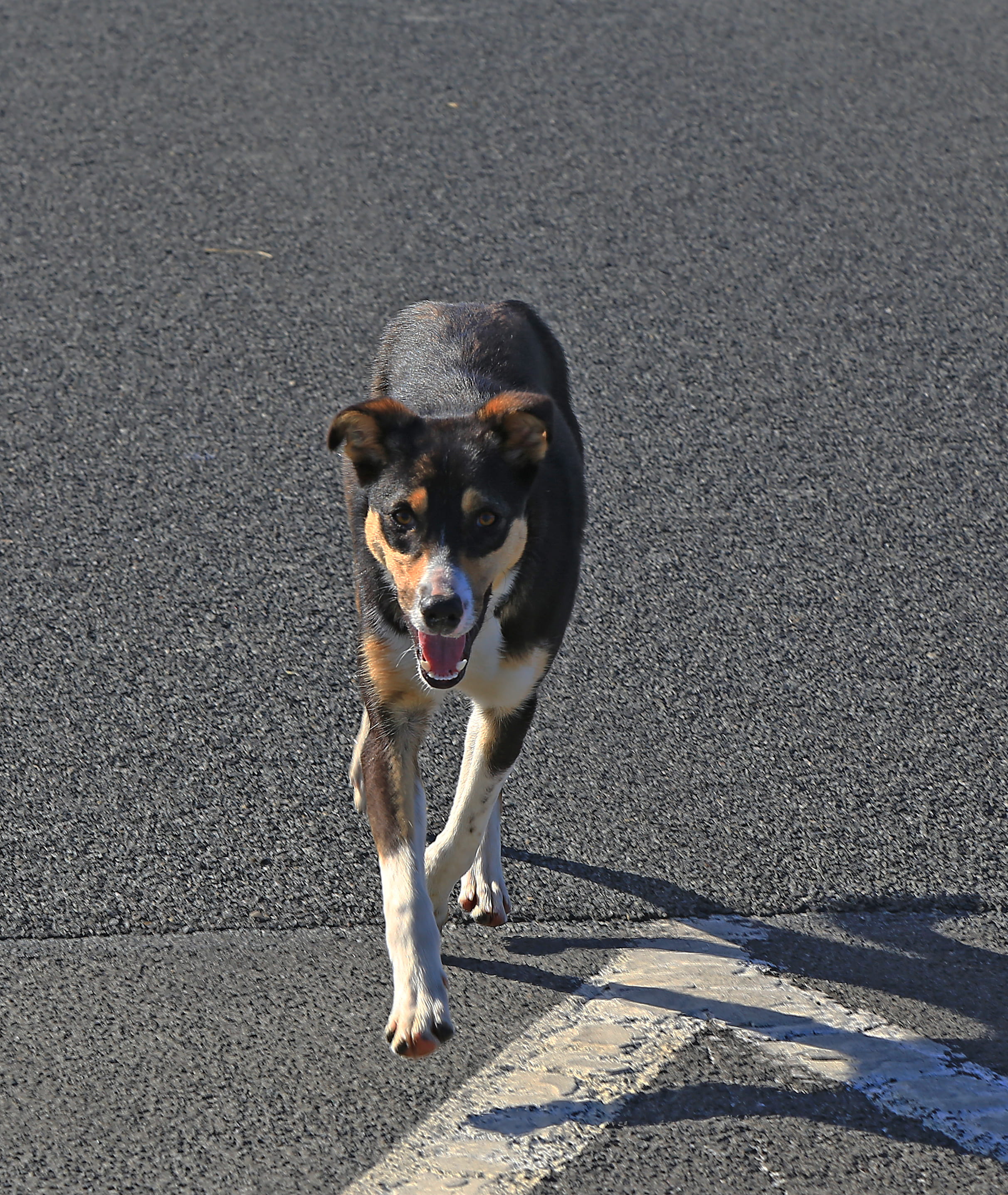 pets, no people, teeth, vertebrate, street, asphalt, city, sunlight, runaway, pet, high angle view, young, day, sunny, animal, mammal, healthy, one animal, Phone HD Wallpaper