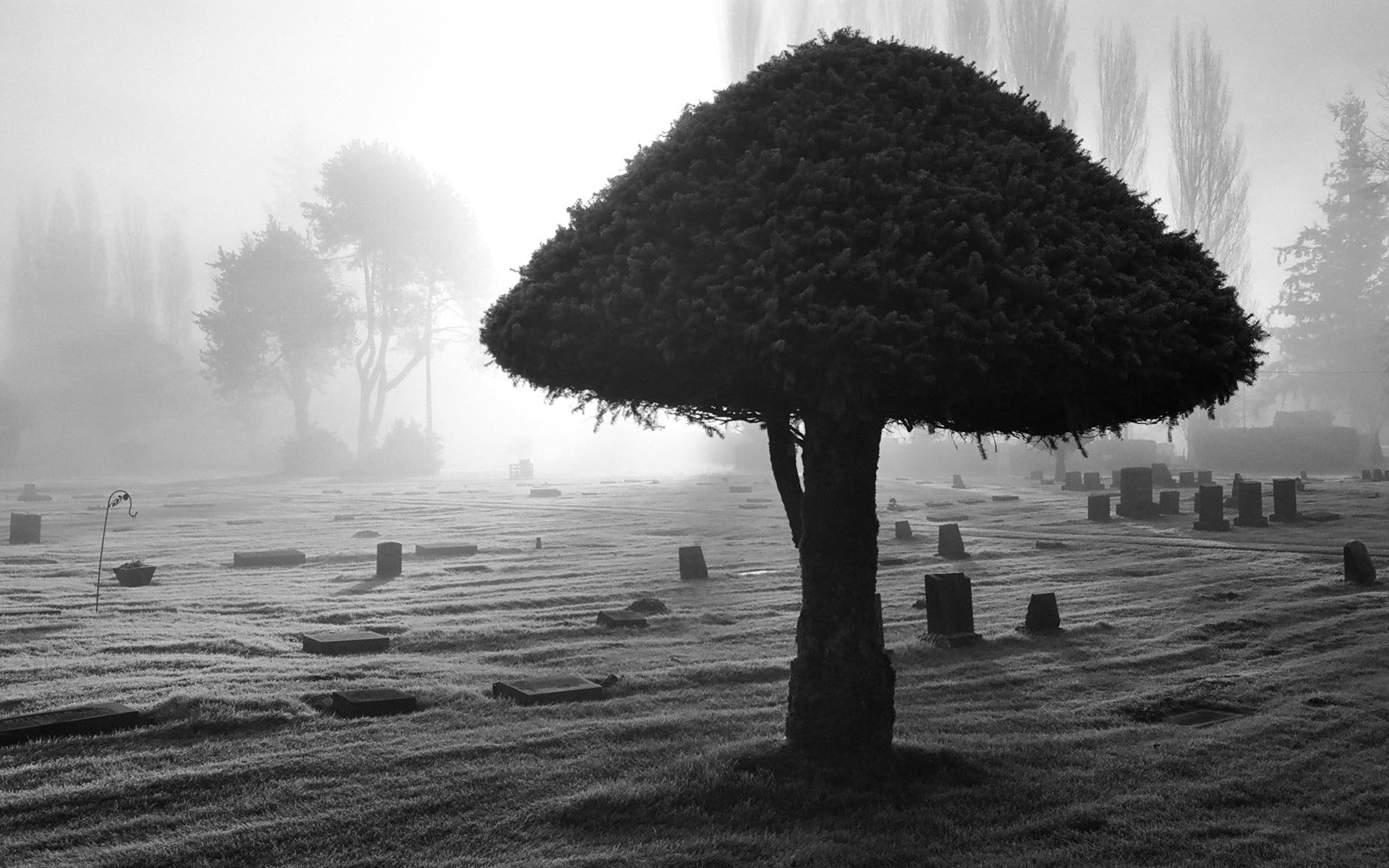 gothic, horror, cemetary, lfog, mood, gallery, white, spooky, black, 1080P, dark, grave, landscapes, creepy, mist, HD Wallpaper