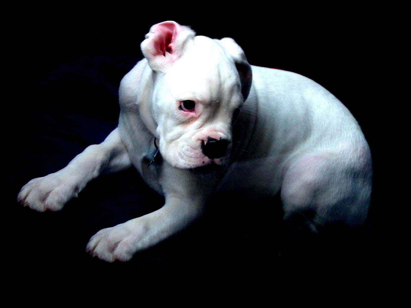 puppy, portrait, black Color, dog, looking, small, domestic Animals, young Animal, bulldog, black Background, studio Shot, shadow, 720P, sorrow, mammal, HD Wallpaper