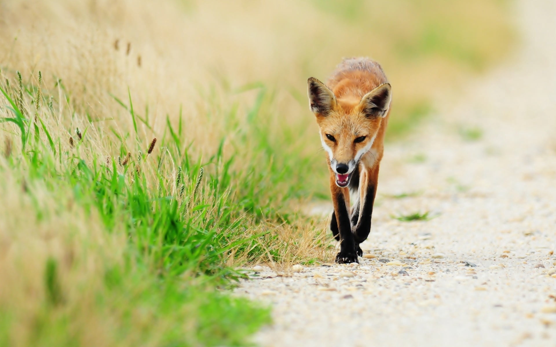 young Animal, brown, portrait, animal themes, vertebrate, looking, unhappy, running, animals In The Wild, animal wildlife, fox, thin, selective focus, field, HD Wallpaper