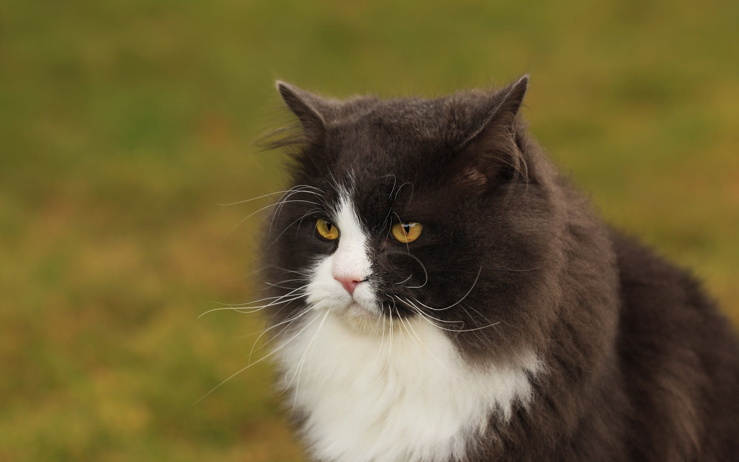 mammal, beauty In Nature, young Animal, animal Head, white, beautiful, field, looking, black, no People, snout, green Color, face, cat, portrait, looking away, HD Wallpaper