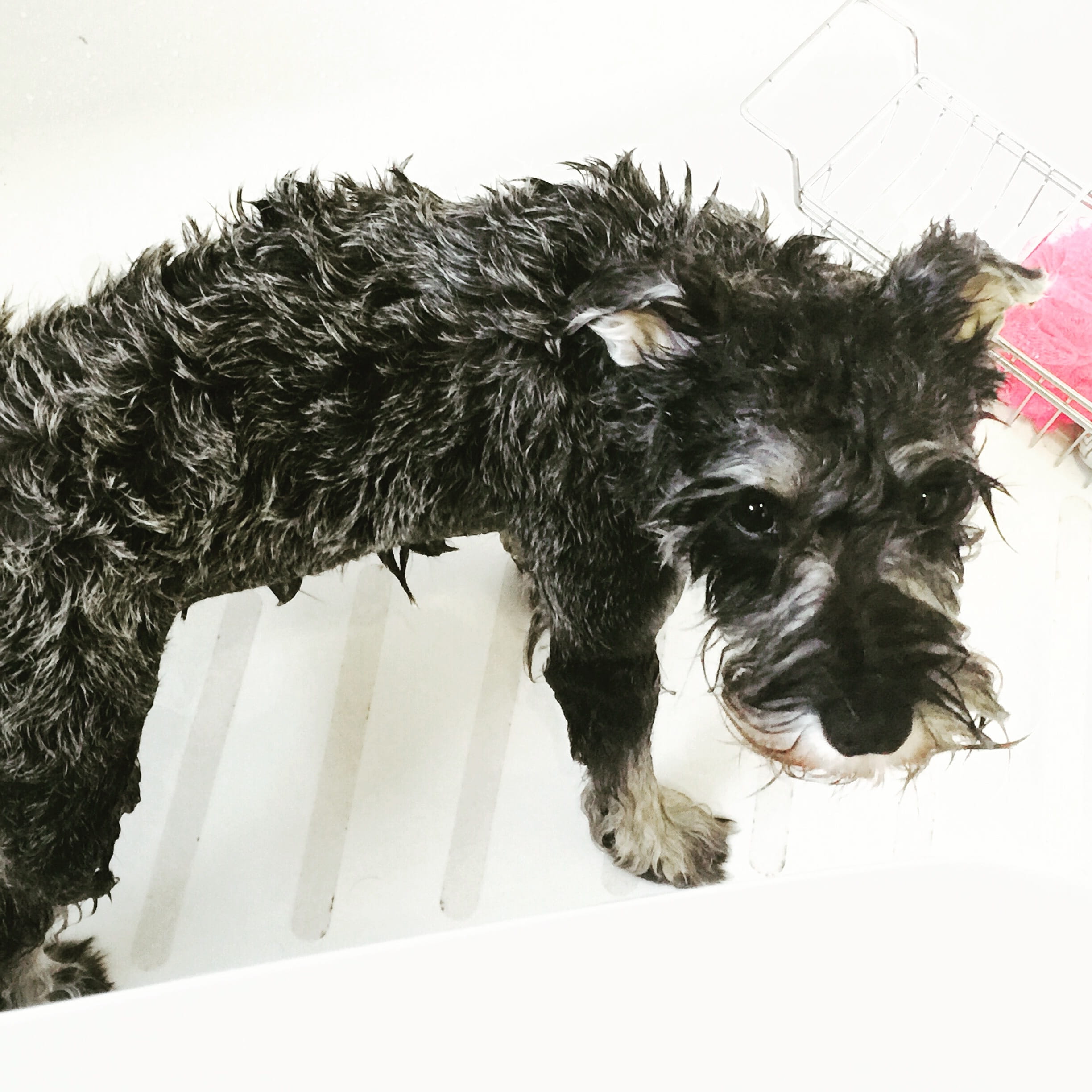 no People, purebred Dog, purebred, vertebrate, looking at camera, small, indoors, looking, animal hair, hair, animal body part, bath time, domestic, portrait, Phone HD Wallpaper