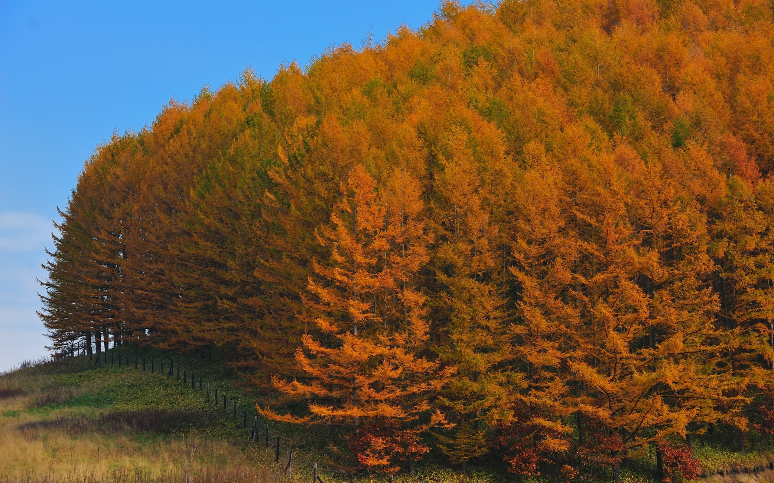 environment, 2K, non-Urban Scene, woodland, sunlight, field, japan, growth, pine Tree, lush Foliage, autumn, green, day, leaf, trees, forest, orange Color, HD Wallpaper
