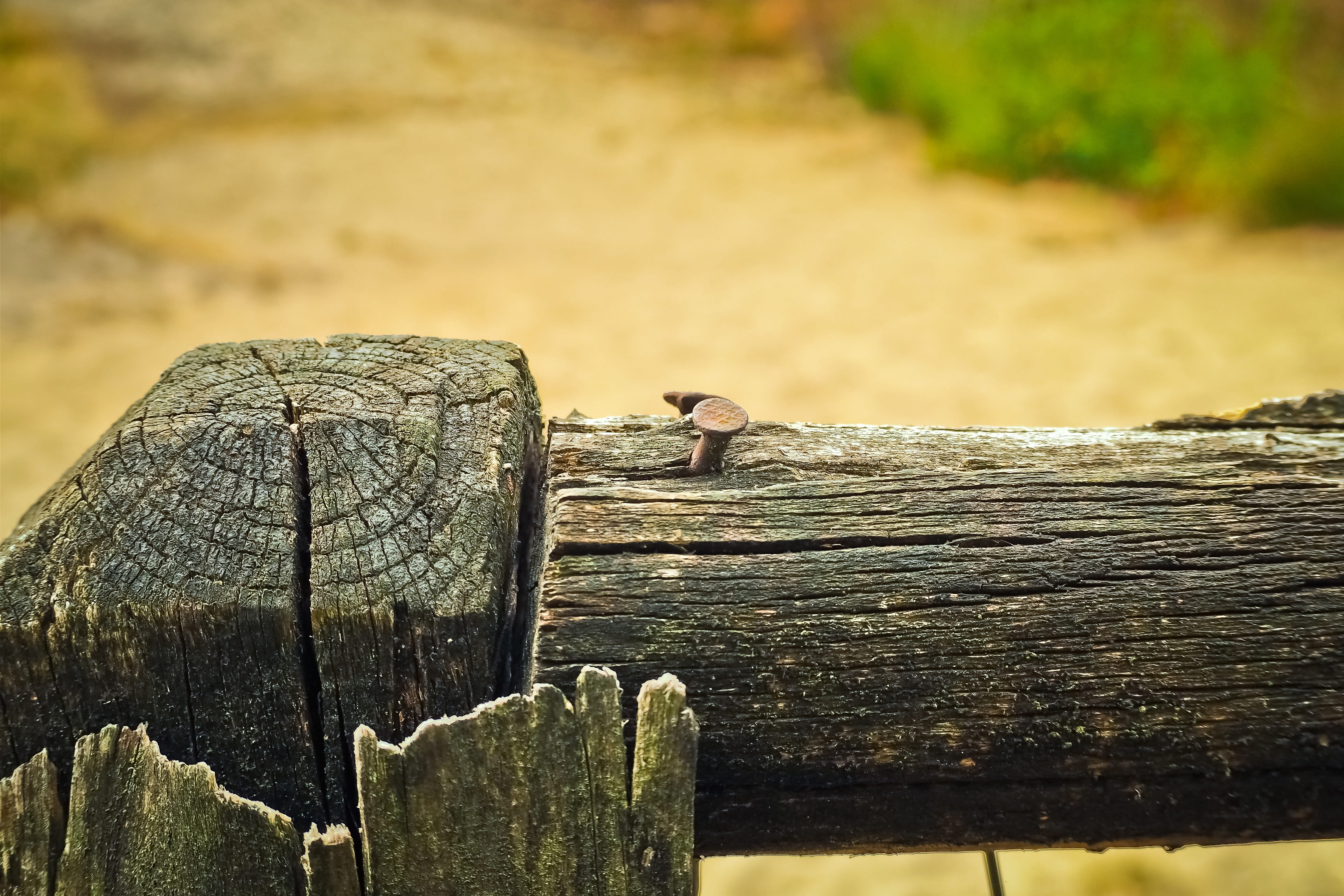 bark, paling, animal, grain, limit, material, animal themes, one animal, surface, background, outdoors, nails, vertebrate, log, old, focus on foreground, HD Wallpaper
