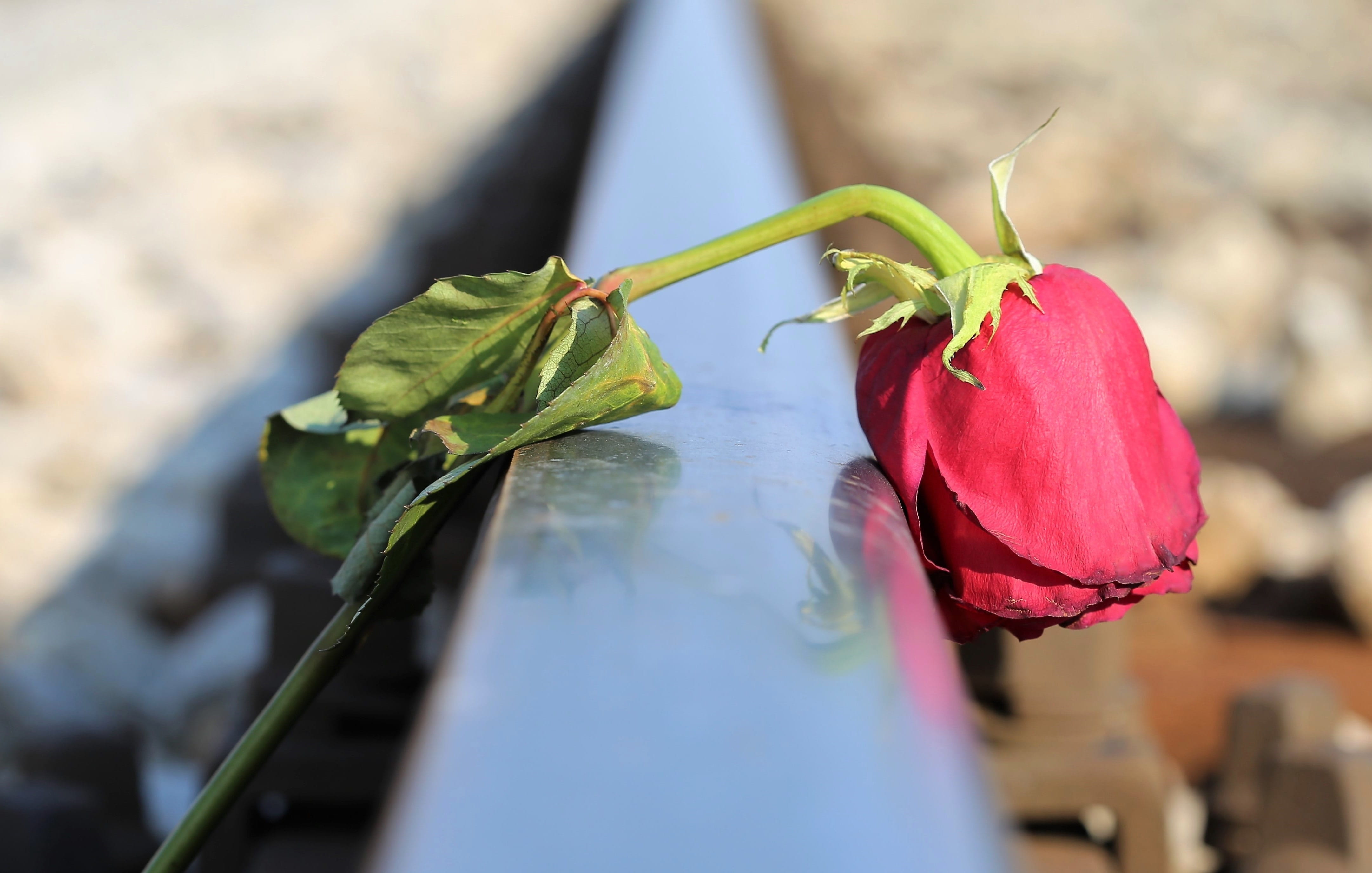 sorrow, no people, traumatic, lost love, outdoor, growth, flower, remembering, vulnerability, flower head, day, touching, leaf, close-up, beauty in nature, HD Wallpaper