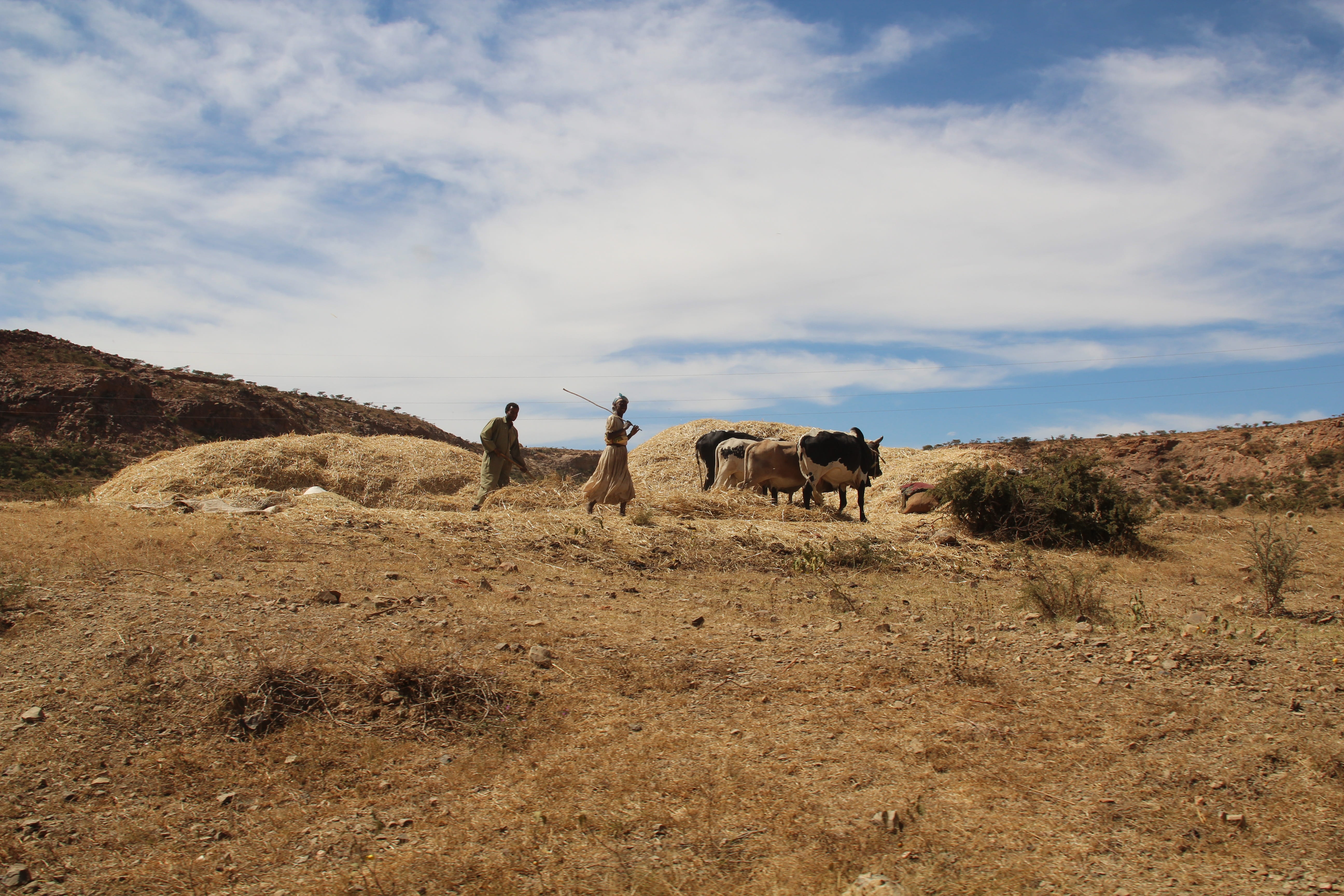 day, wilderness Area, Ox, the plateau of eritrea, animals In The Wild, landscape, Agriculture, misery, nature, vertebrate, environment, herd, Africa, animals And Pets, HD Wallpaper