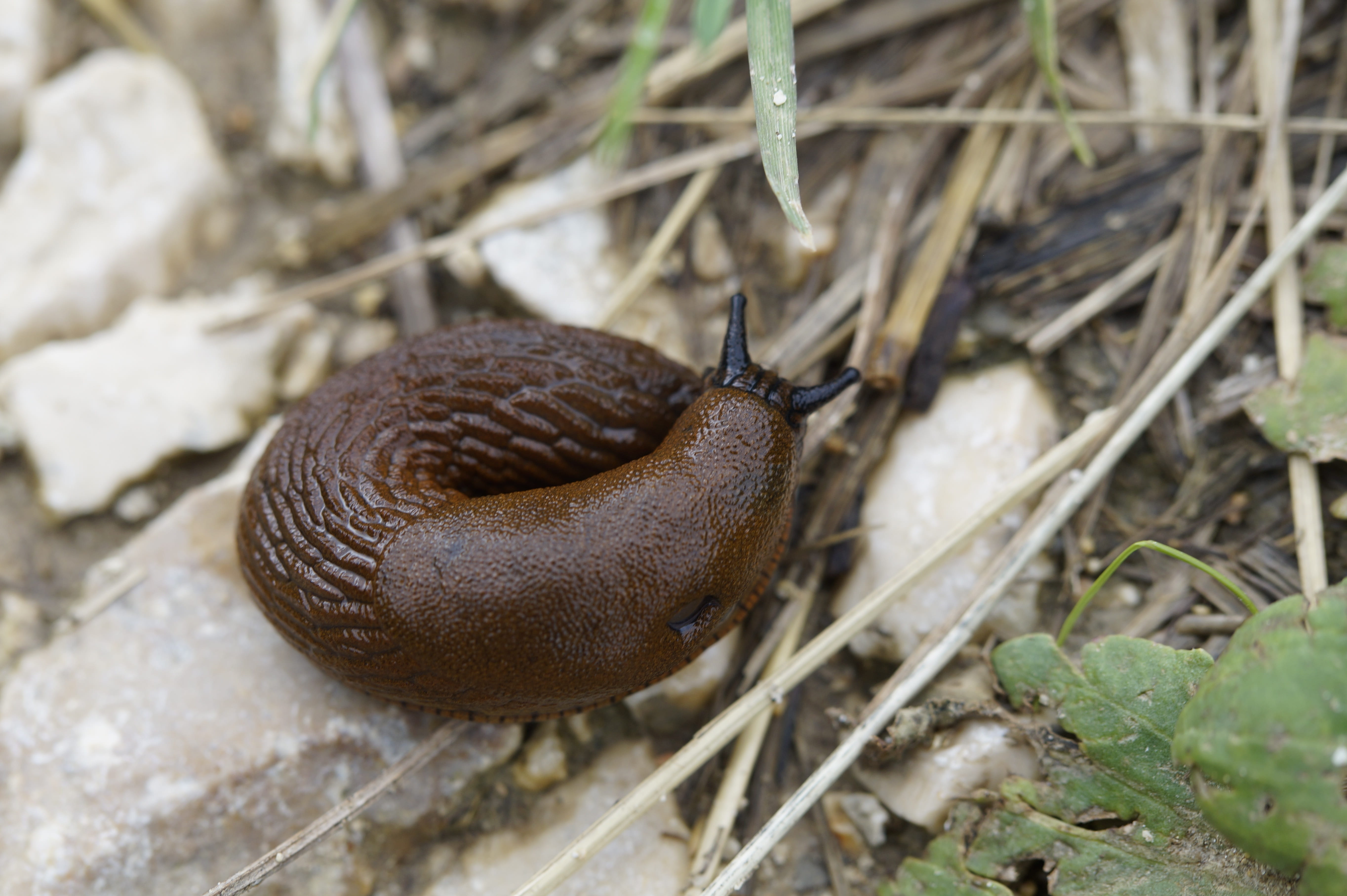 ringed, animal wildlife, away, back, animal body part, invertebrate, snail, mollusk, gastropod, animal themes, slug, animals in the wild, no people, rolled, HD Wallpaper