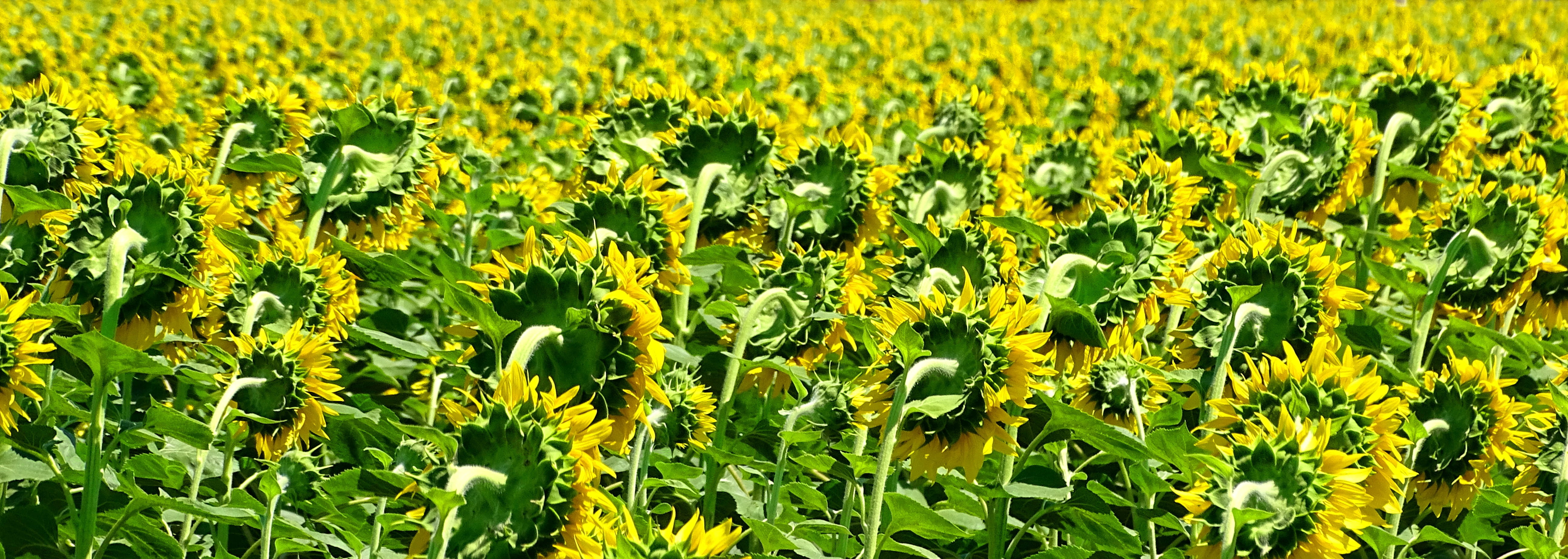 harvest, flower, yellow, flower head, rural scene, farm, oilseed rape, 5K, day, plant, growth, land, springtime, crop, flowering plant, vulnerability, HD Wallpaper