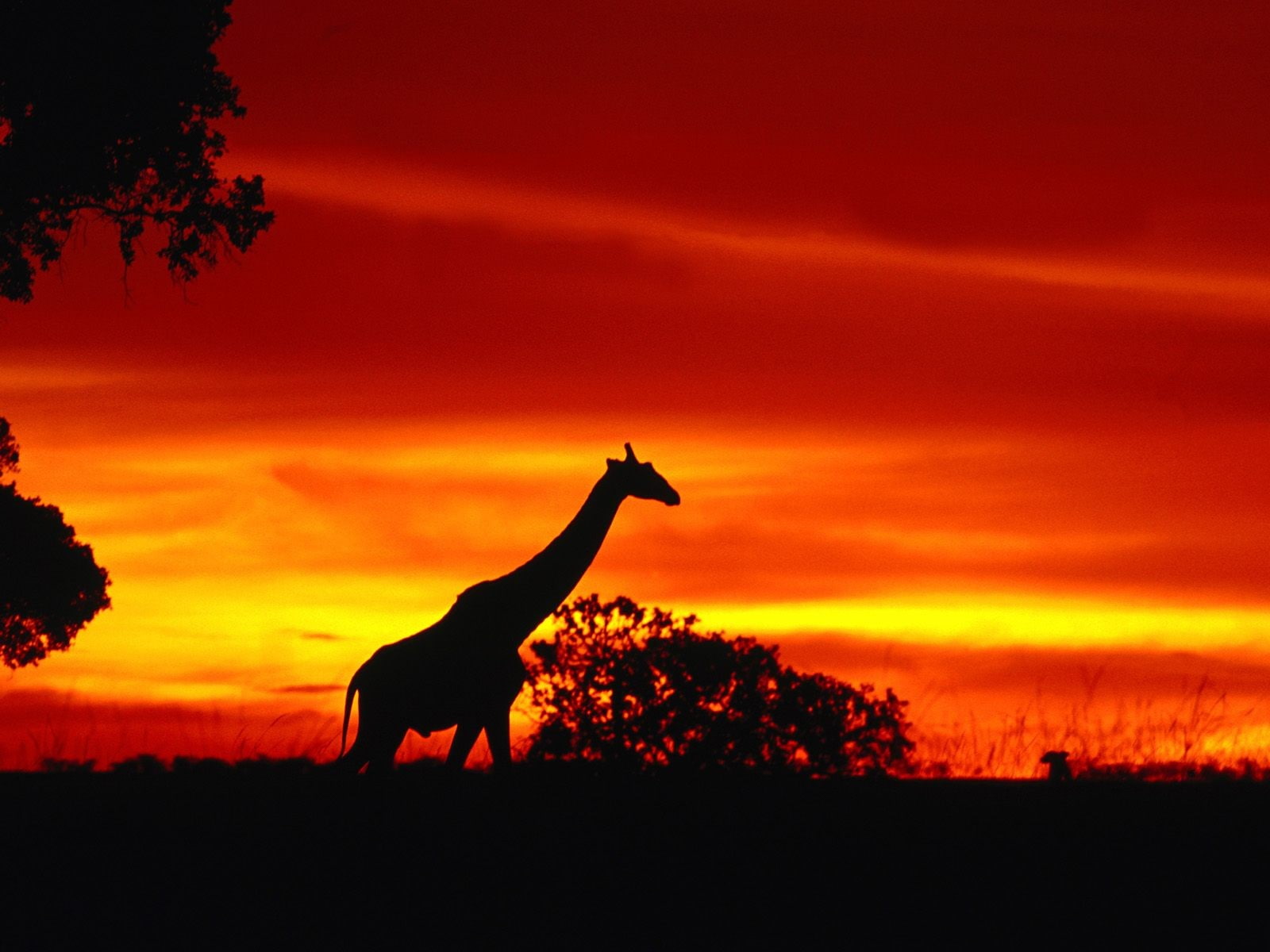 720P, Africa, sunset, HD Wallpaper