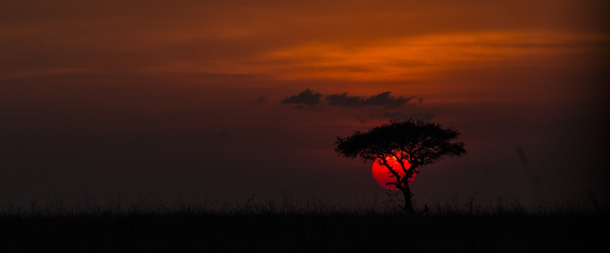 sunset, landscape, nature, Africa, red, 1080P, clouds, grass, trees, photography, HD Wallpaper