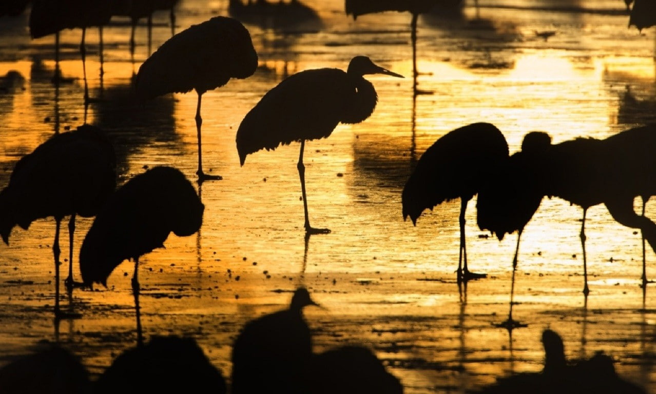 beauty in nature, flock of birds, day, group of animals, animal wildlife, animals in the wild, sunset, silhouette, large group of animals, water, bird, HD Wallpaper