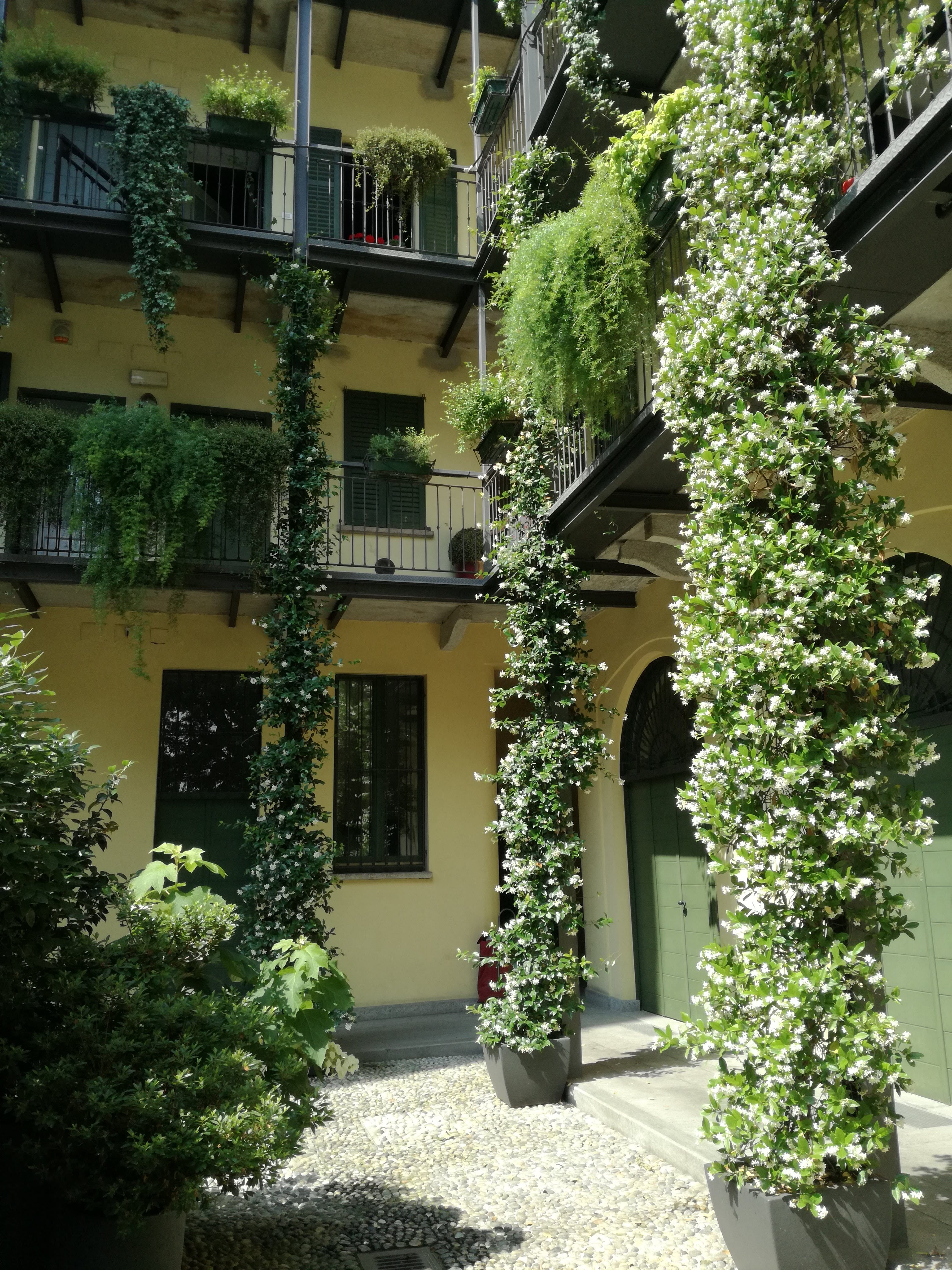 green color, built structure, quietness, courtyard, day, luxuty, plants, balcony, plant, case di ringhiera, outdoors, building, sunlight, tree, architecture, Phone HD Wallpaper