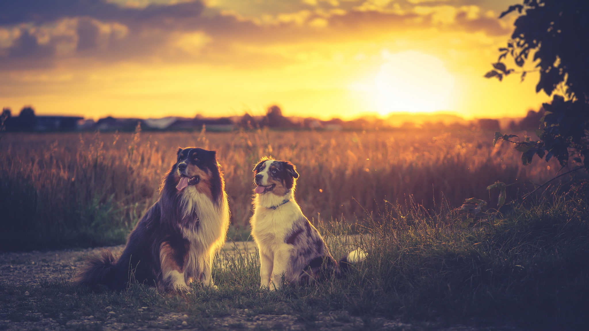 soulmates, sundown, dogs, 1080P, australian shepherd, sunset, field, HD Wallpaper