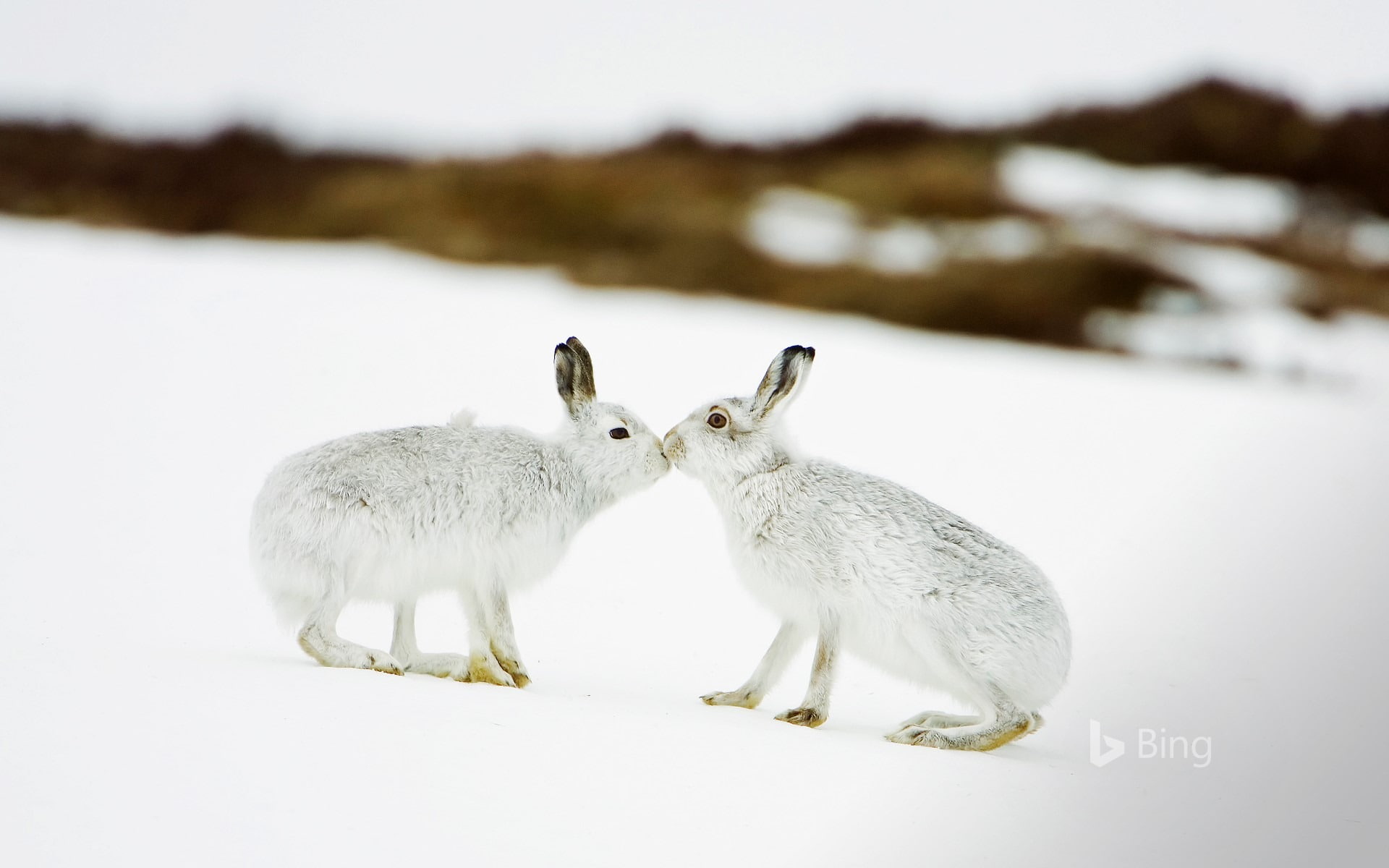 mammal, togetherness, animal themes, white color, bird, bing, animal family, nature, snow, scotland, touching, two animals, vertebrate, winter, land, noses, HD Wallpaper