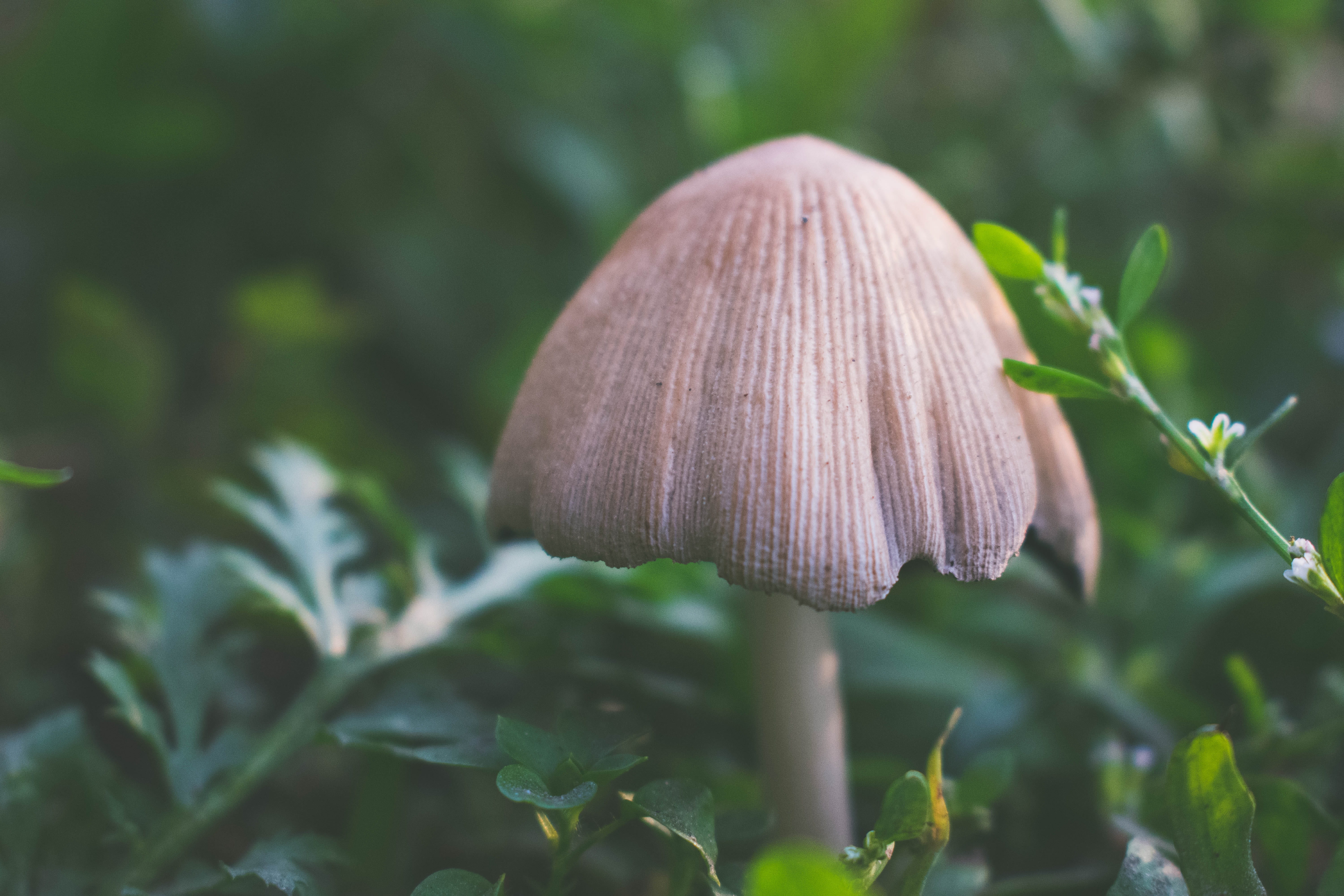 mushroom, plant stem, krupnyj plan, selective focus, land, close-up, focus on foreground, mushrooms, vegetable, fragility, flora, plant, outdoors, autumn, HD Wallpaper