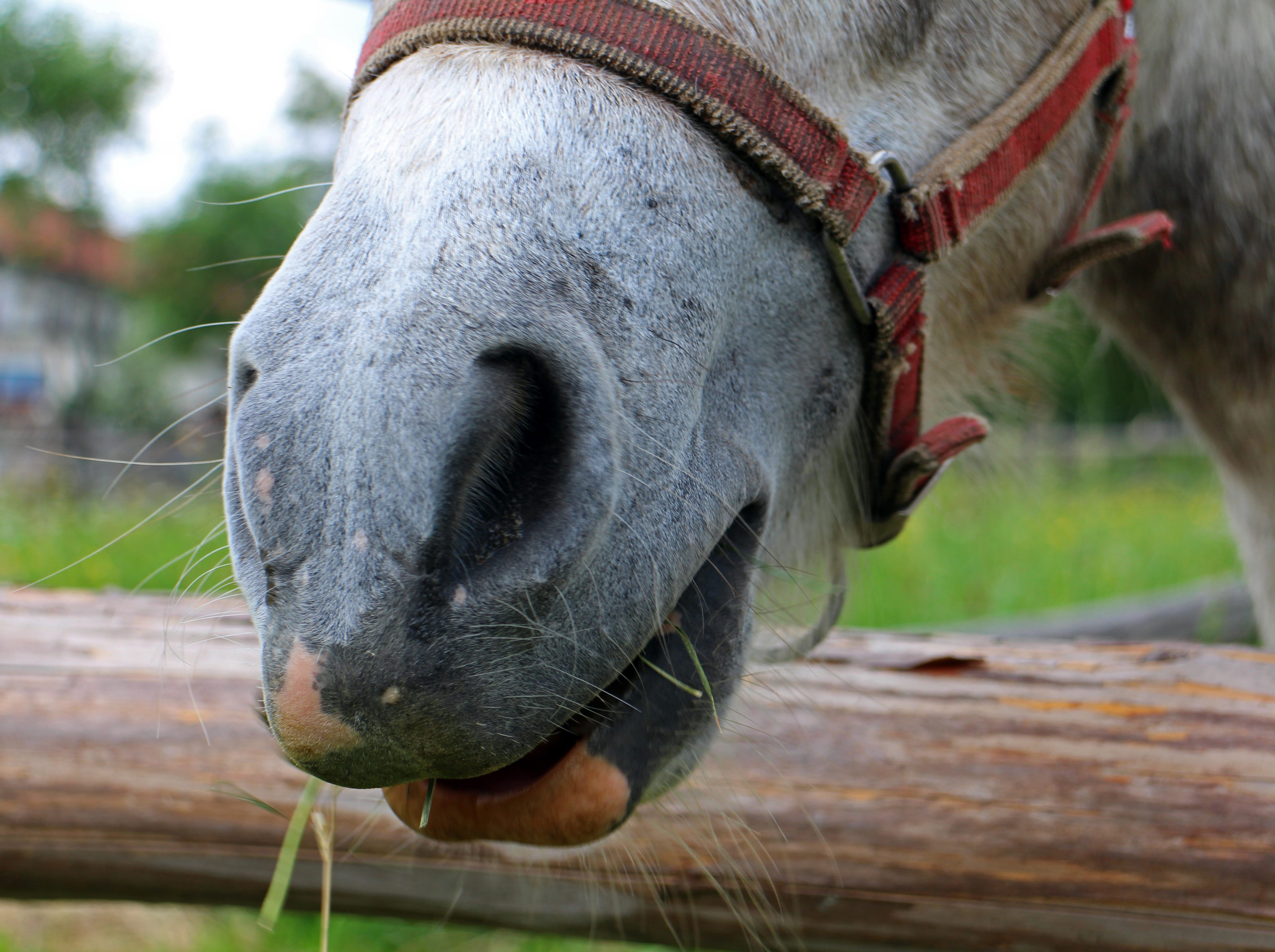 nose, animal, outdoors, sensory, livestock, animal mouth, hair, pets, animal head, horse head, working animal, one animal, pony, animal body part, hairs, HD Wallpaper