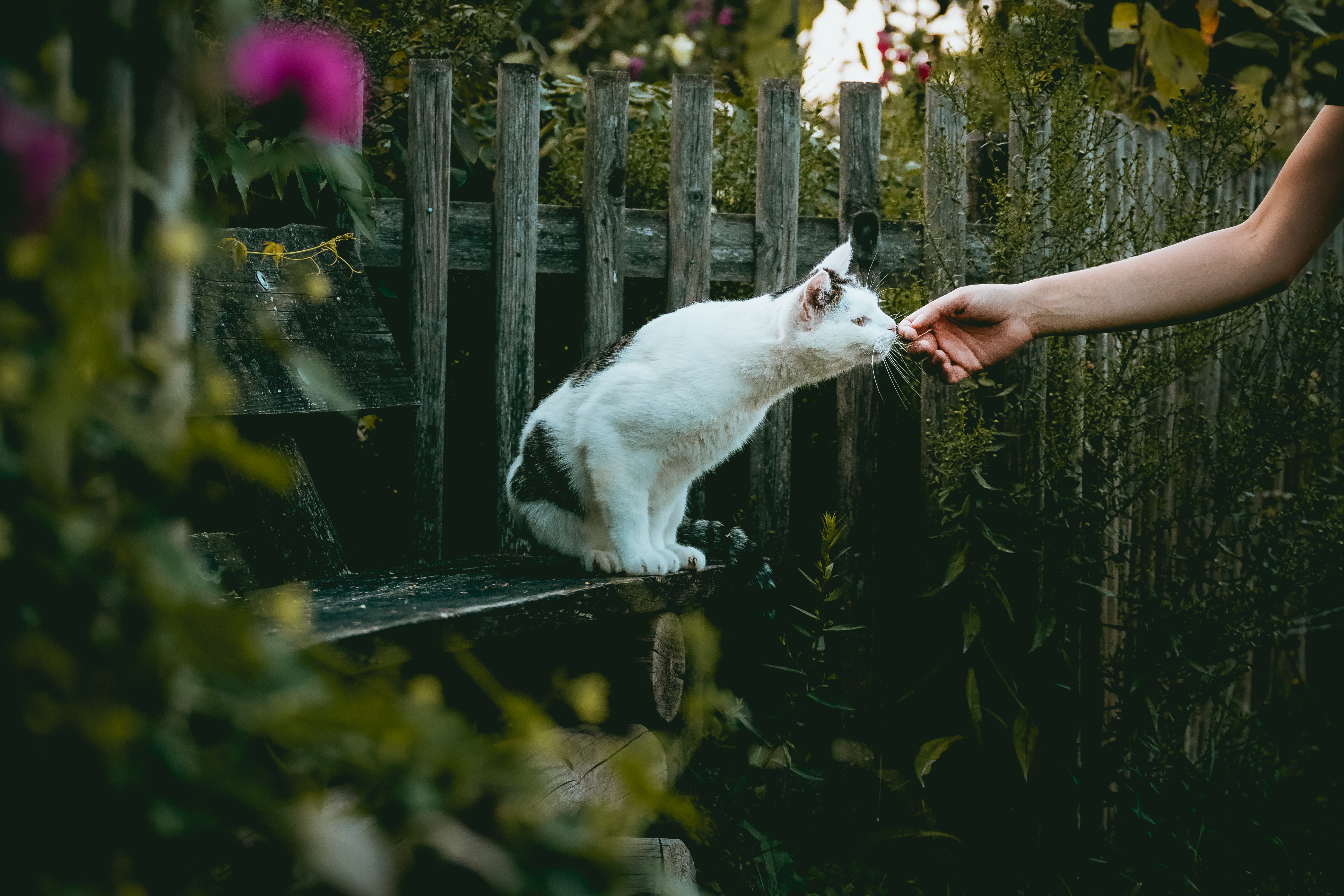 domestic Cat, grass, small, animal, kitten, botanic, neugier, young Animal, plant, near, fun, botanical, cute, pets, curiou, beauty In Nature, schnuppern, HD Wallpaper