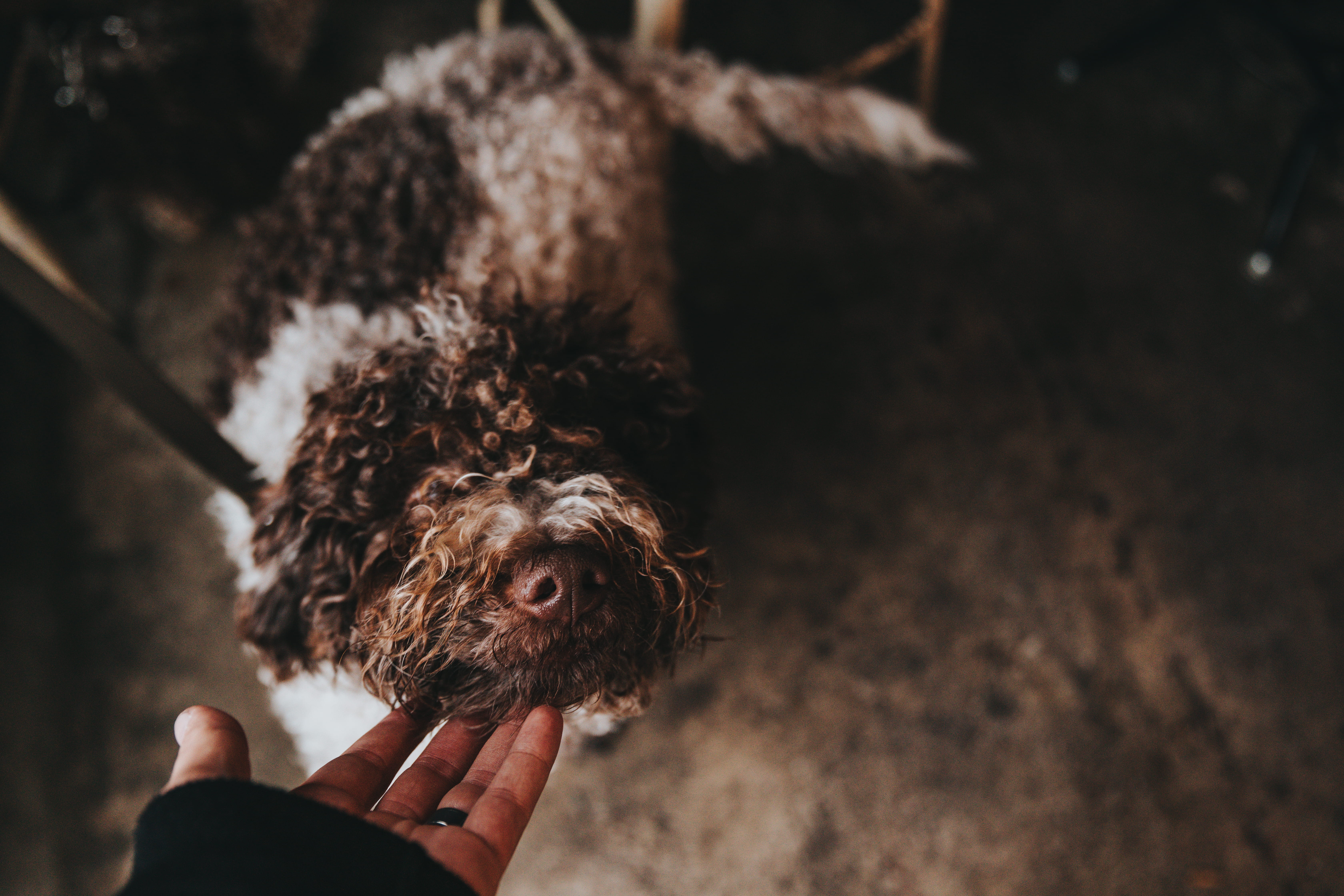 dog, animal, human limb, one person, curl, white, finger, one animal, la, holding, touching, canine, pet, outdoors, fur, coated, nose, companion, nature, HD Wallpaper