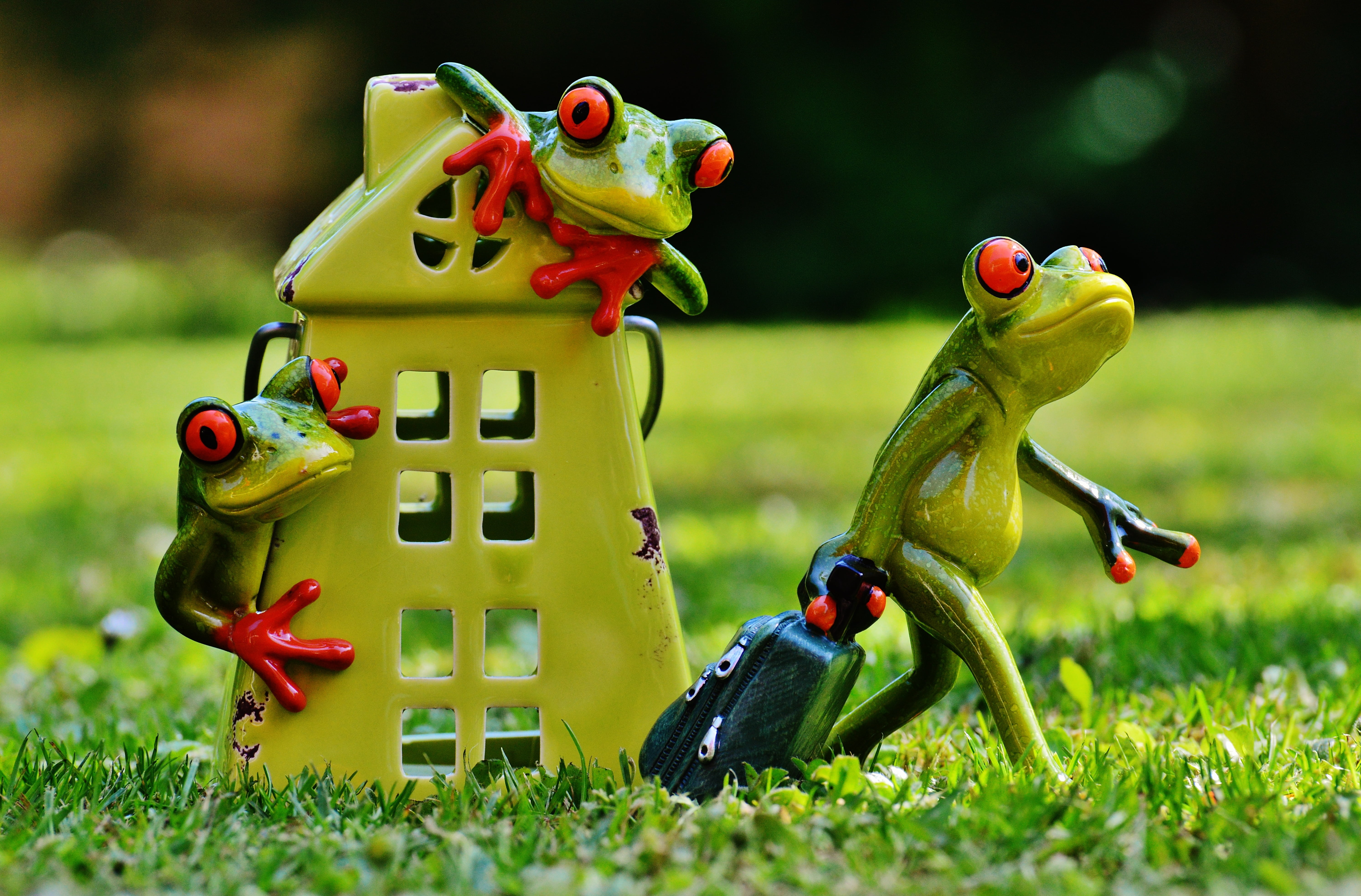 holdall, plant, daytime, holiday, 5K, figurine, travel, vertebrate, green color, go away, home, farewell, plastic, focus on foreground, three, frogs, nature, HD Wallpaper
