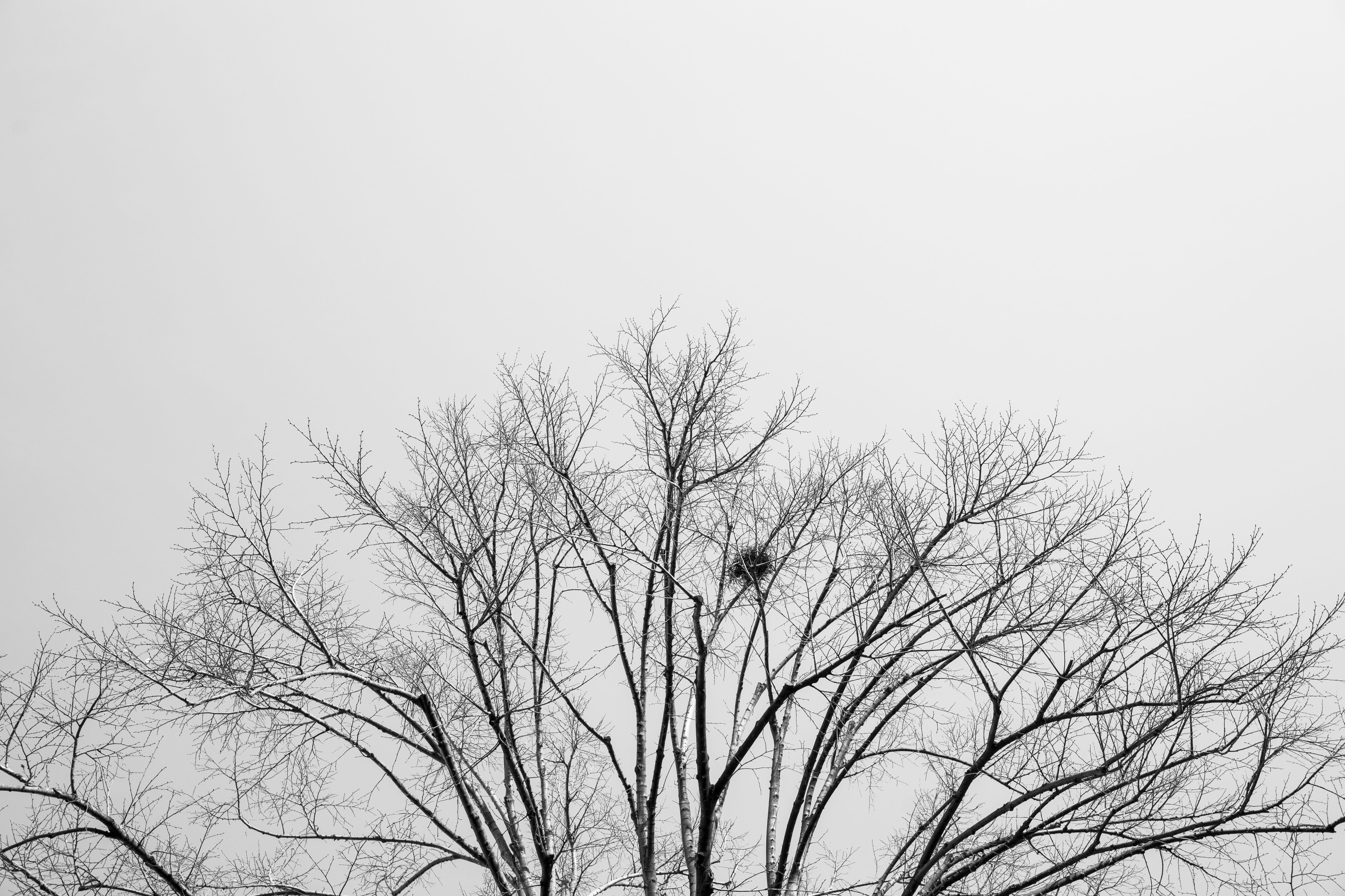no people, sky, copy space, art, dead plant, environmental, tranquility, cold - Temperature, Black And White, tree trunk, Tree, forest, detail, clear sky, HD Wallpaper