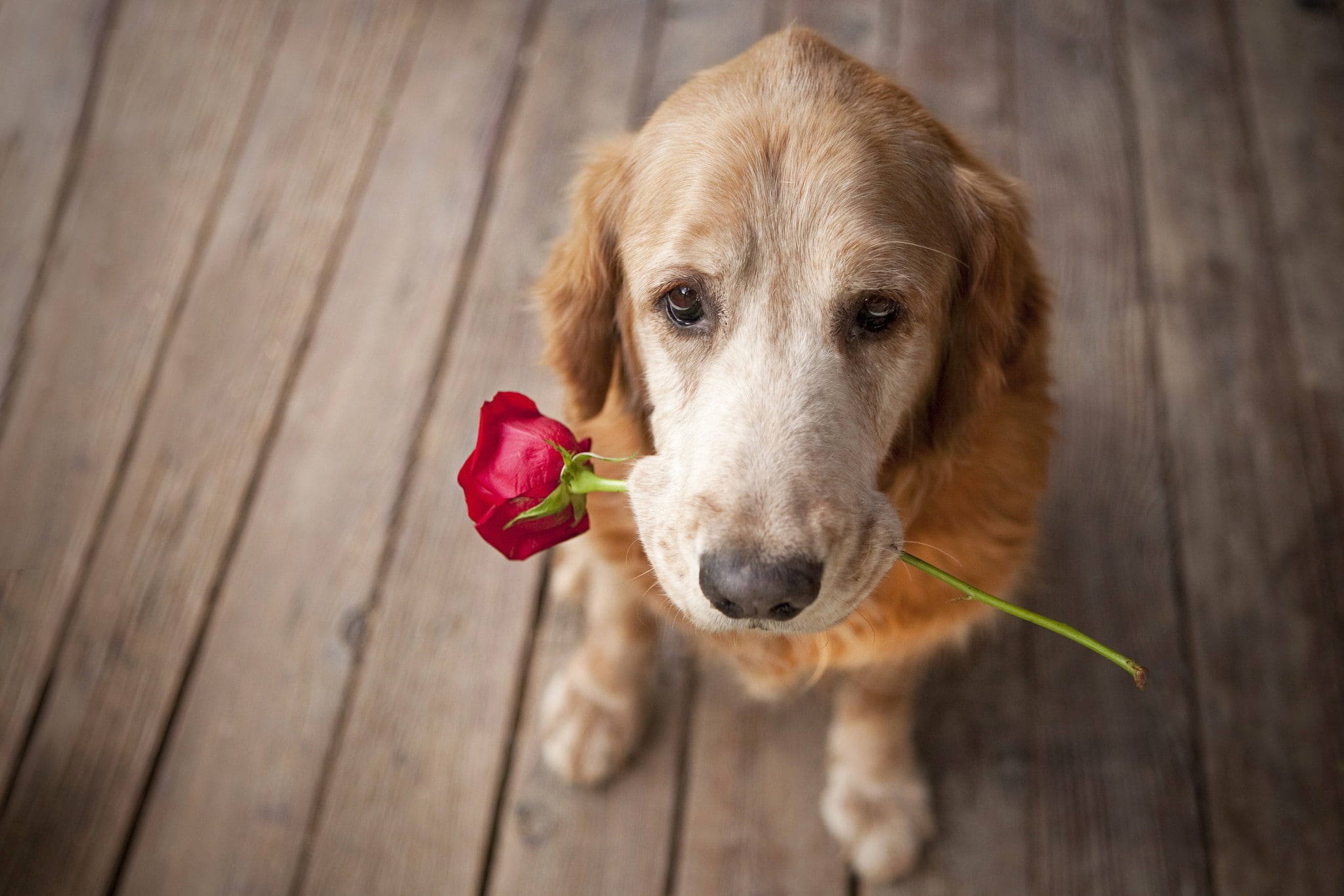 mammal, portrait, no people, animal, purebred dog, high angle view, looking at camera, canine, rose - flower, red, flowering plant, domestic animals, pets, HD Wallpaper