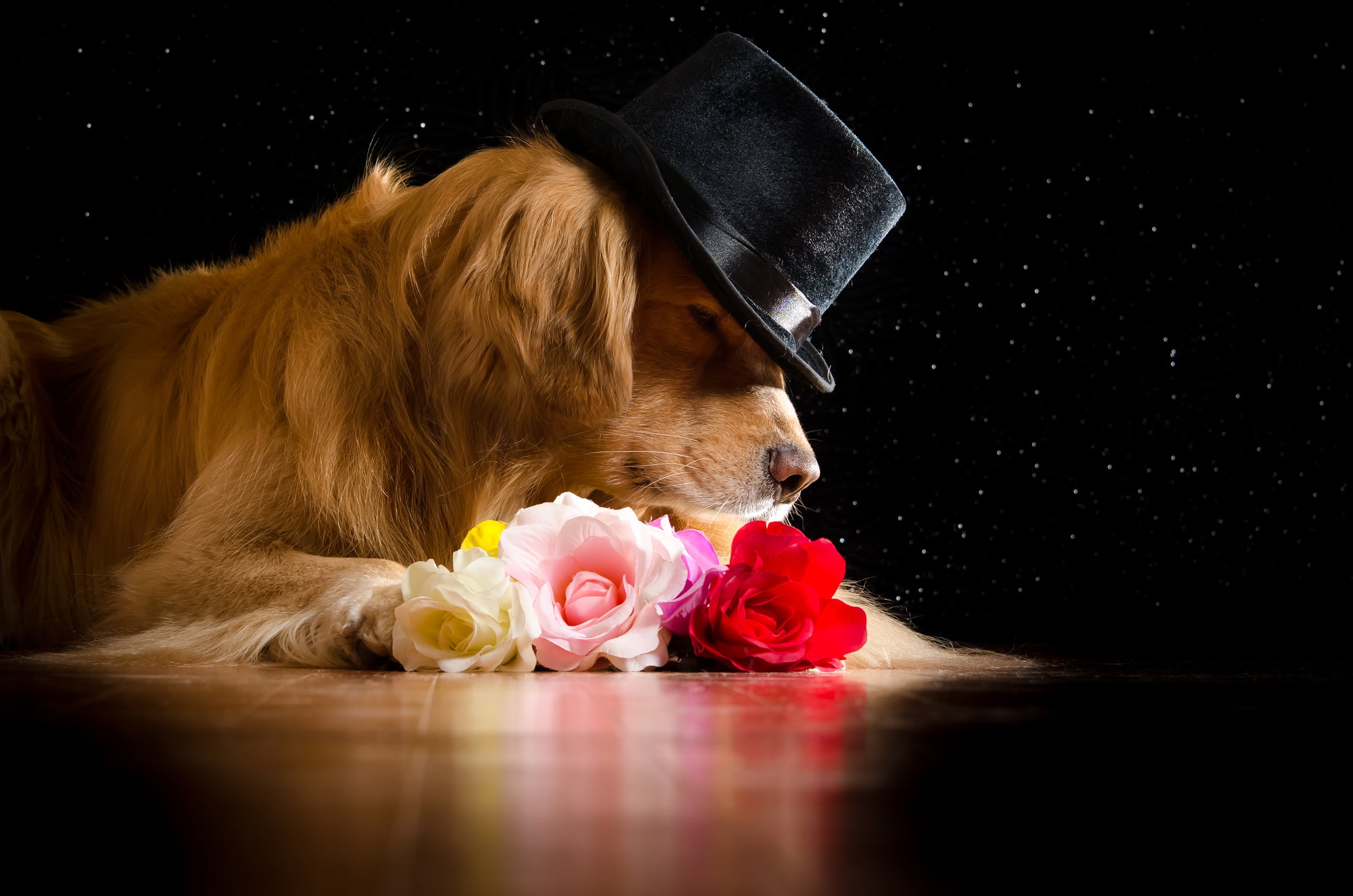 2K, hat, roses, lies, flowers, on the floor, black background, Golden, Retriever, face, red, HD Wallpaper