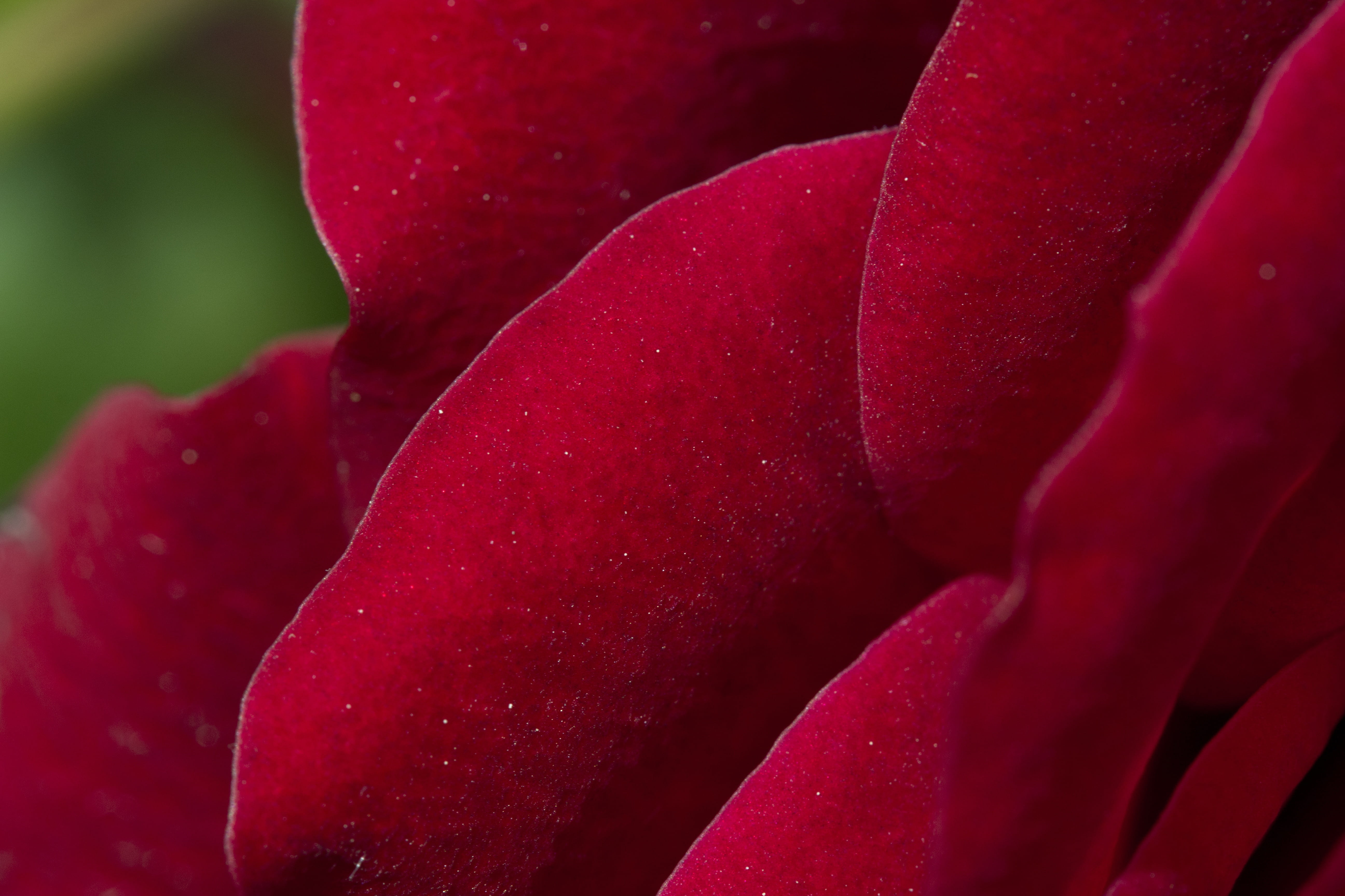 rose, macro, inflorescence, texture, red roses, 5K, bloom, no people, rose - flower, petal, flowering plant, floors, silky, velvety, dew, nature, close, HD Wallpaper