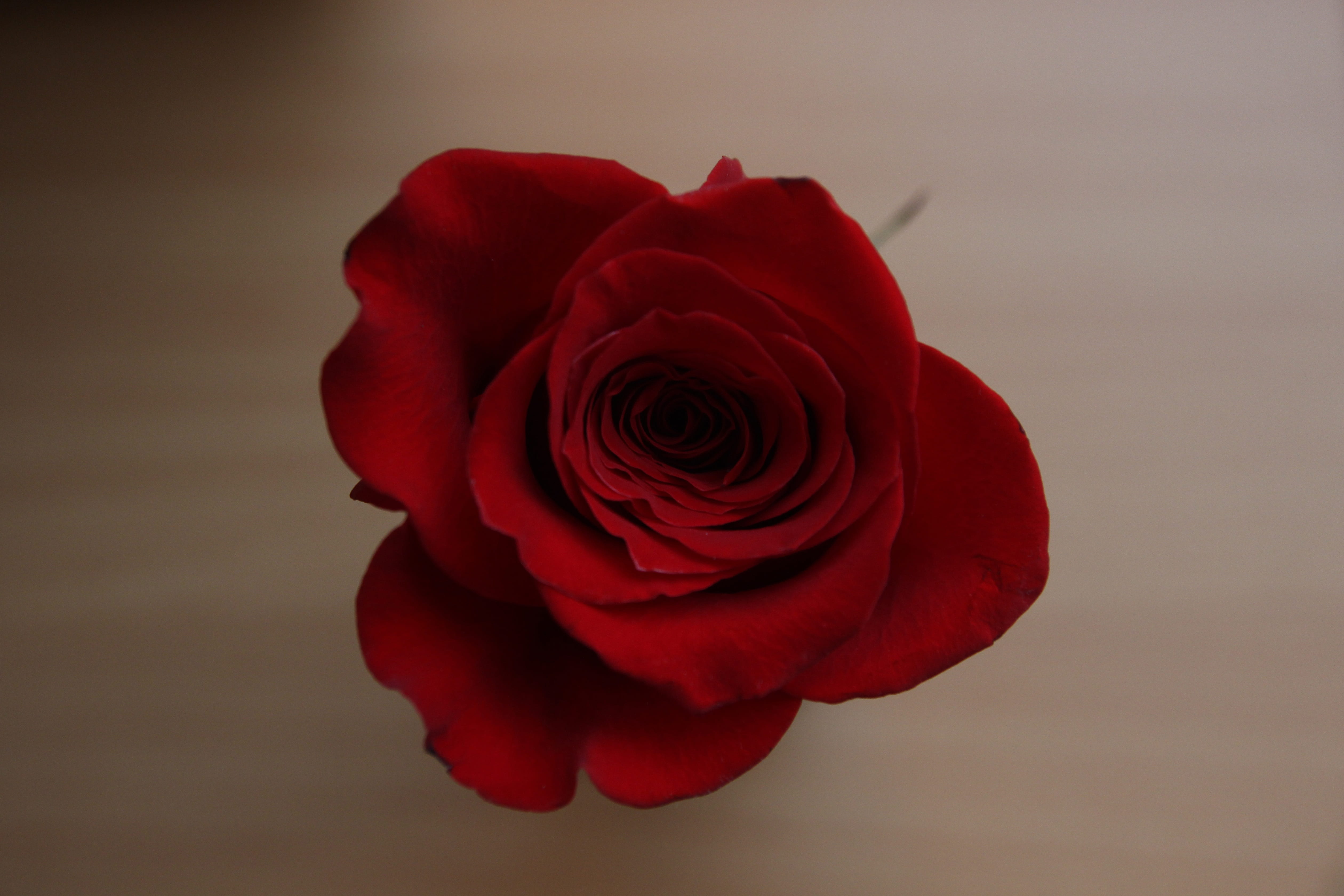 positive emotion, close-up, style, plant, love, vulnerability, fragility, color, floor, red, 4K, blossom, symbol, inflorescence, garden, valentines day - holiday, HD Wallpaper