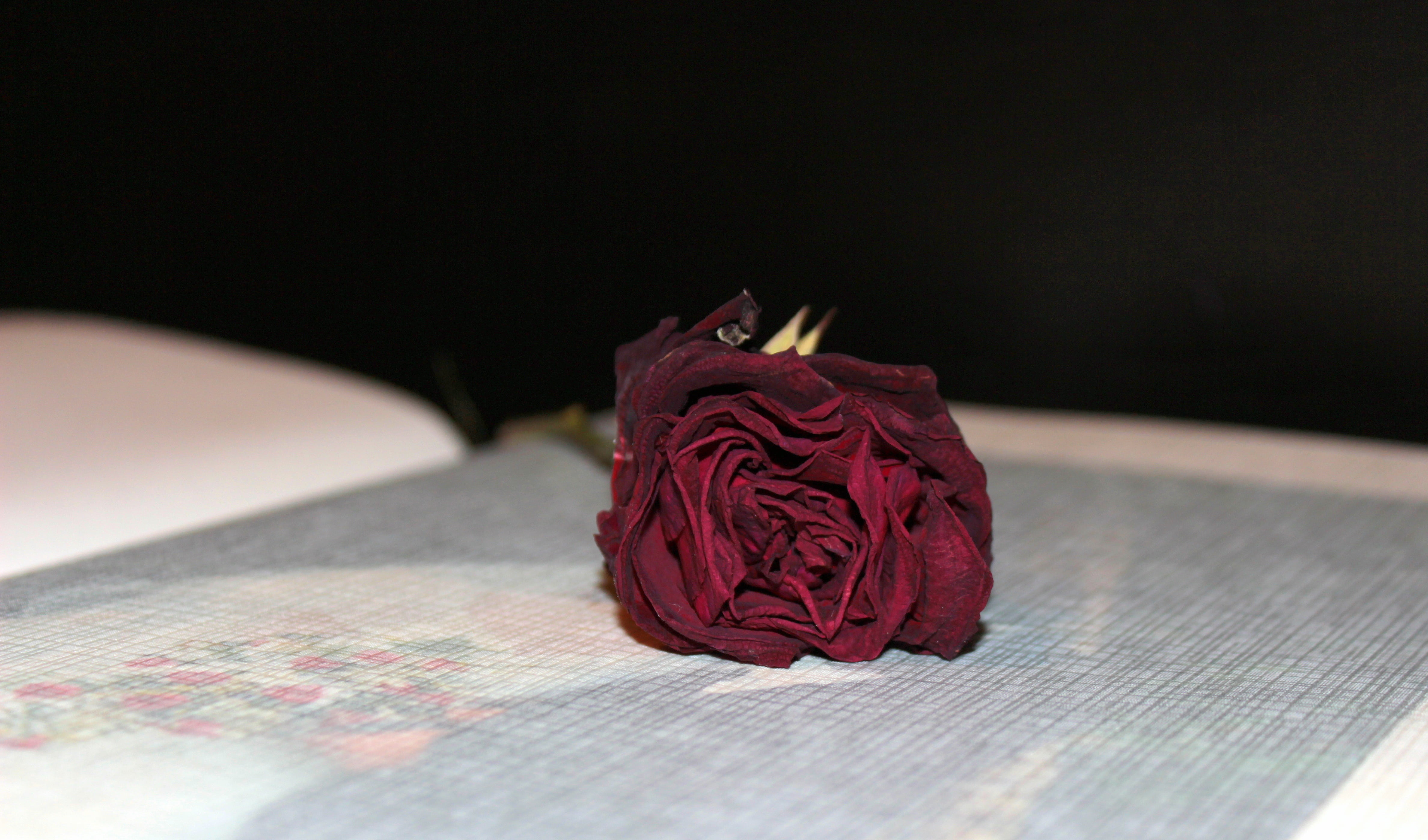 nature, plant, indoors, petal, flooring, love, close-up, photo album, flowering plant, romantic, flower head, 4K, wedding album, beauty in nature, romance, HD Wallpaper