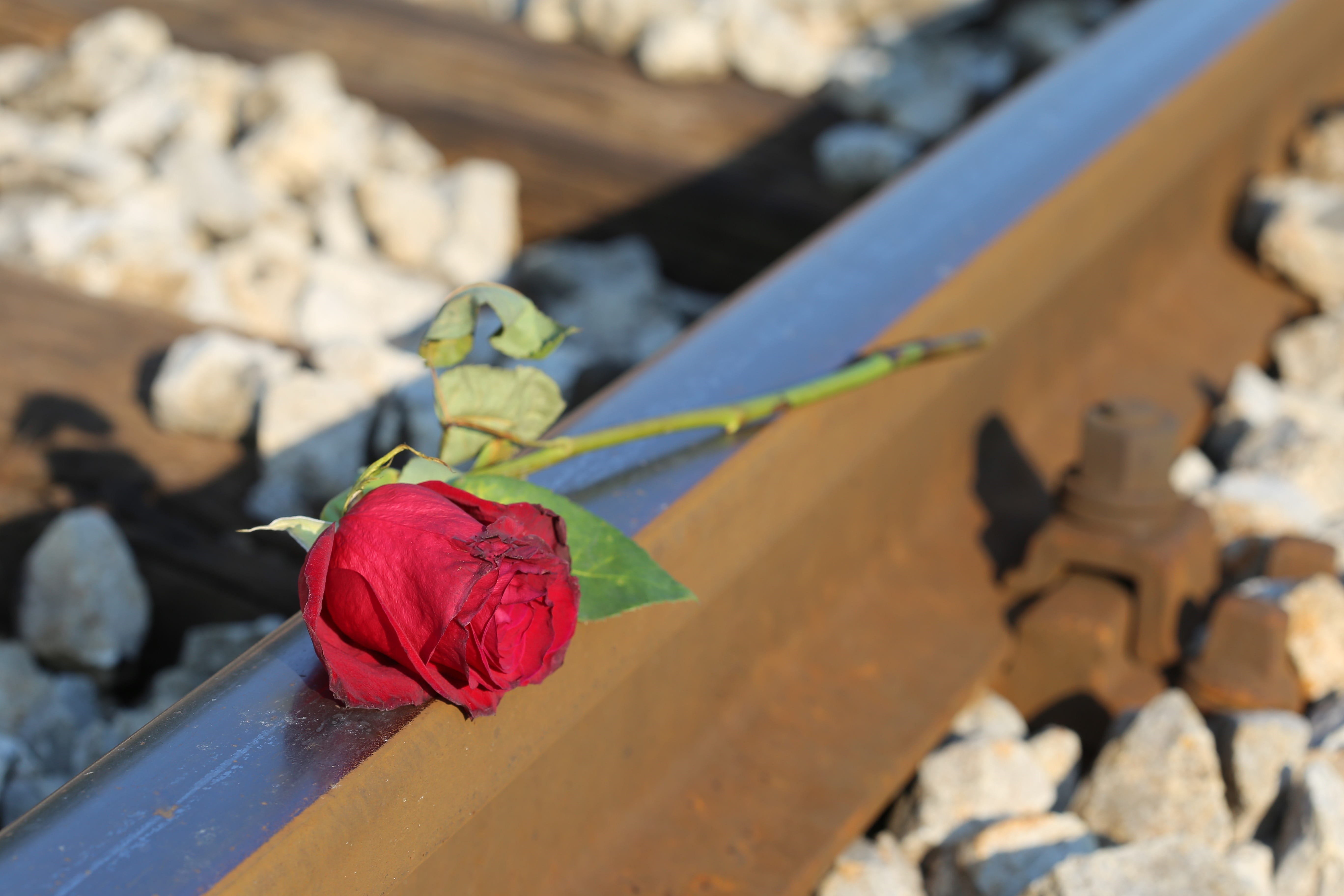 controlled condition photo, rose - flower, freshness, close-up, no people, day, remembering, plant, rose, traumatic, 5K, outdoor, wood - material, focus on foreground, HD Wallpaper