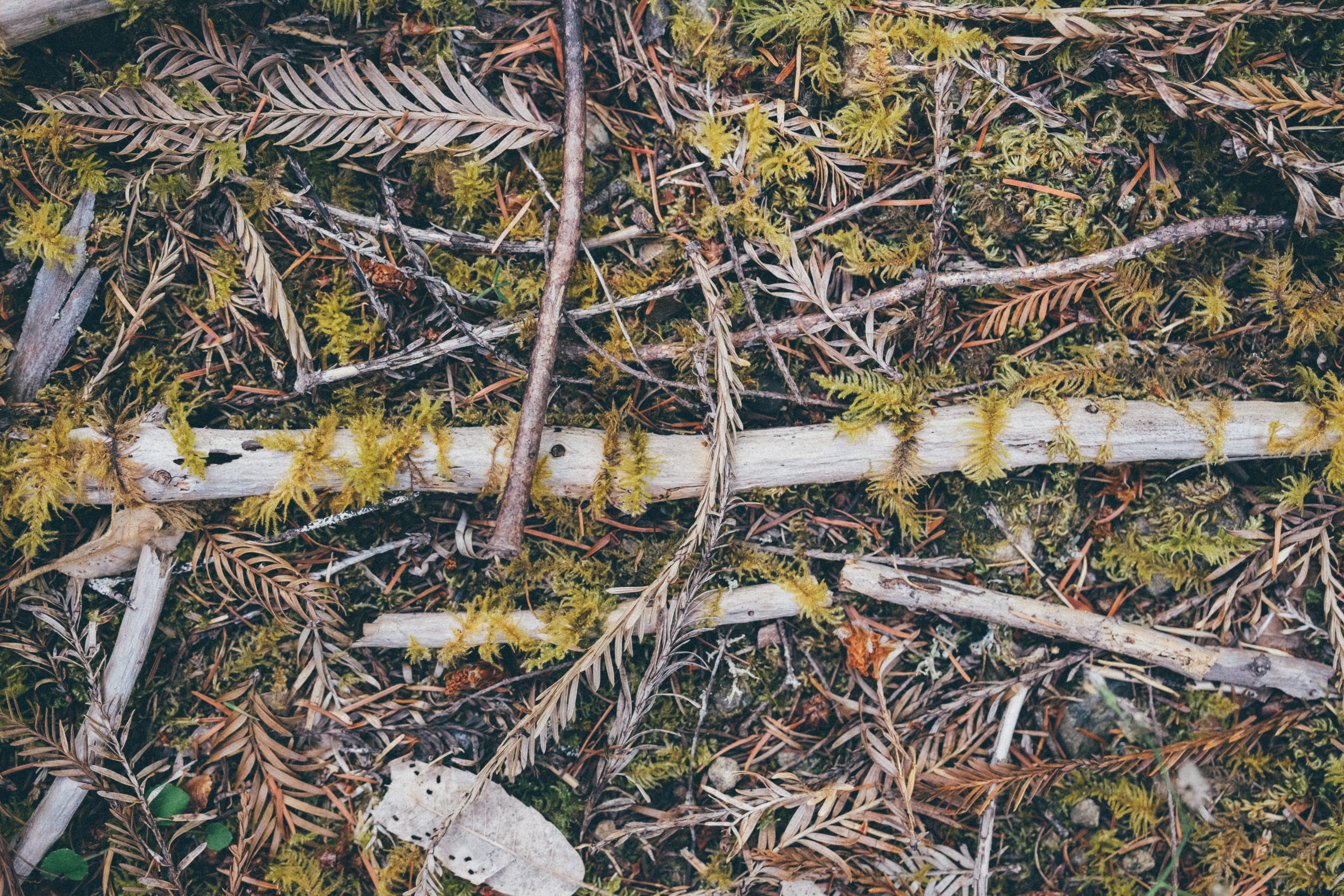 nature, desktop, plant part, growth, tranquility, forest, log, water, texture, sticks, no people, conifer, outdoors, dry, field, forrest, tree, stick - plant part, HD Wallpaper