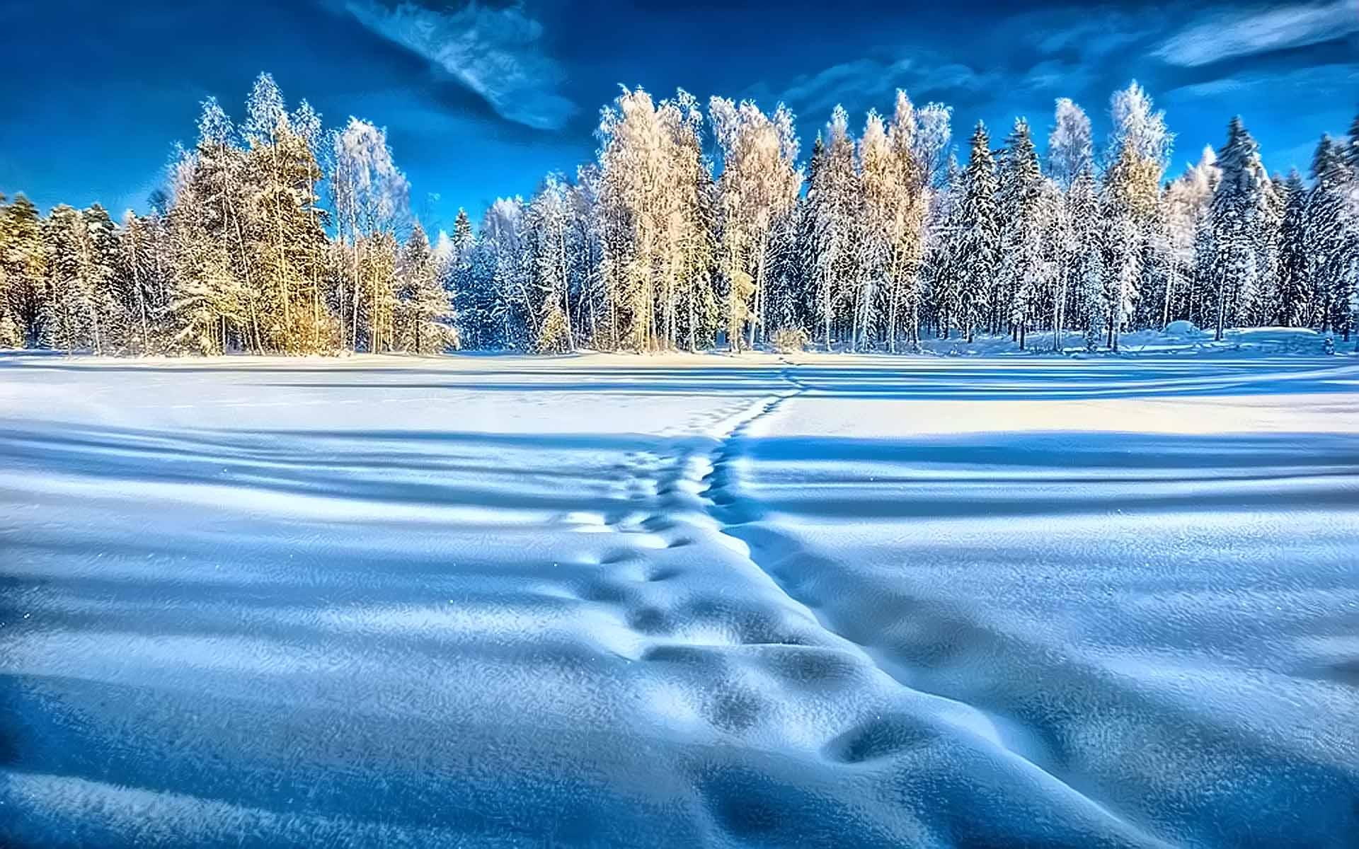 snow, 1080P, trees, track, behind, left, bright, 3d and abstract, beauty, tracks, HD Wallpaper