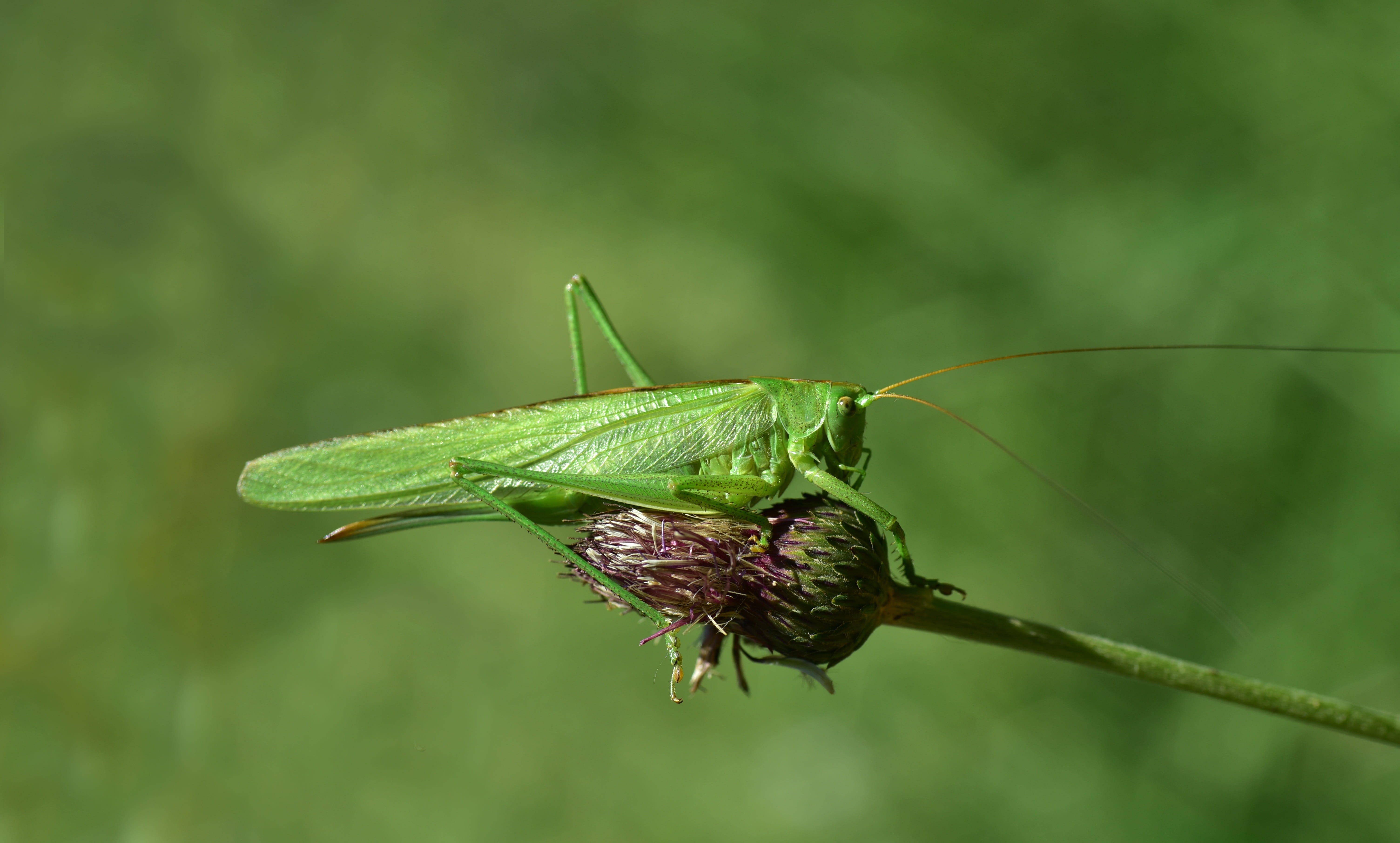 animal wildlife, green, flight insect, invertebrate, macro, nature, meadow, grille, no people, animal body part, animal themes, beauty in nature, grasshopper, HD Wallpaper