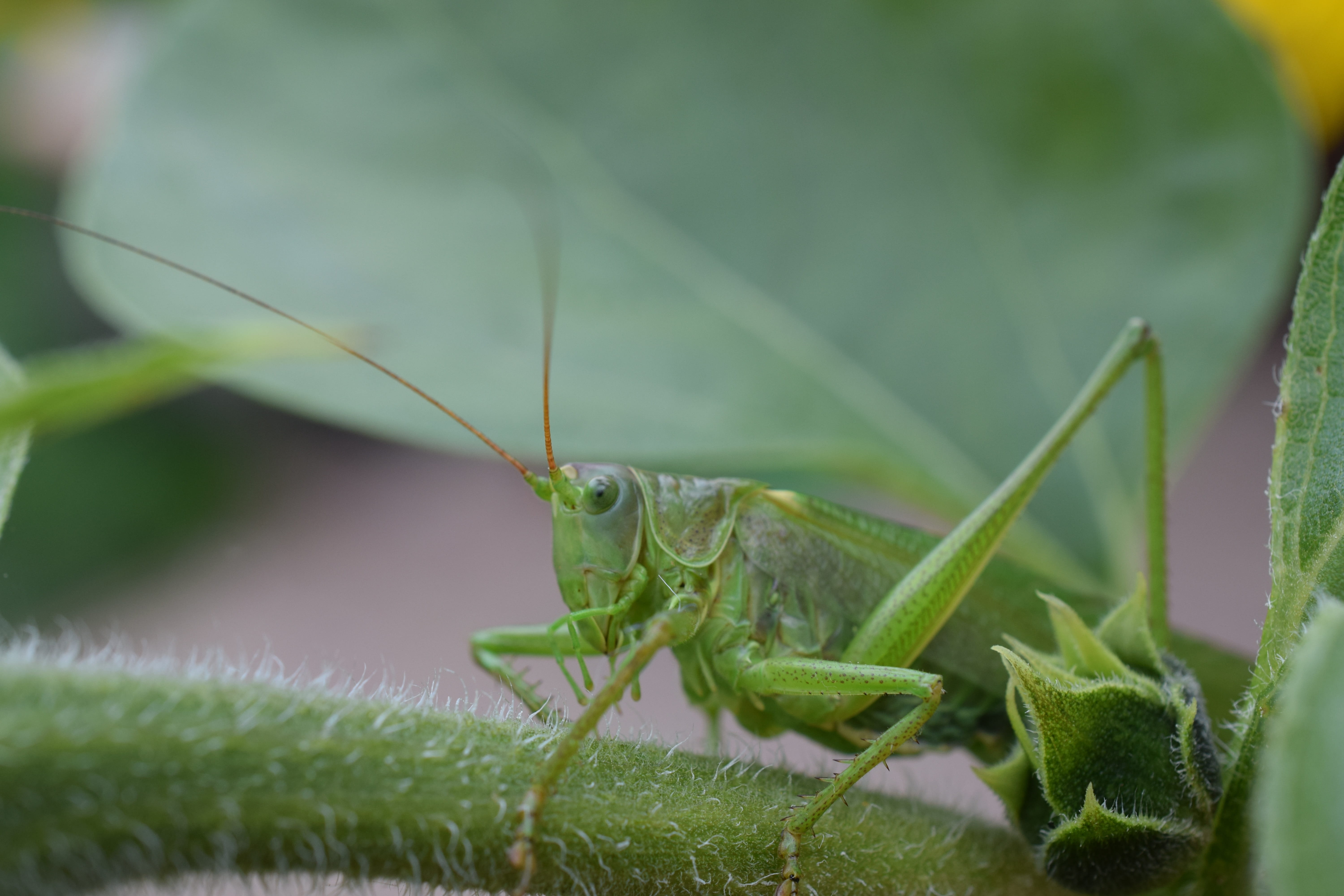 summer, green, animals in the wild, selective focus, nature, green color, no people, plant part, day, giant grasshopper, one animal, chorthippus parallelus, HD Wallpaper