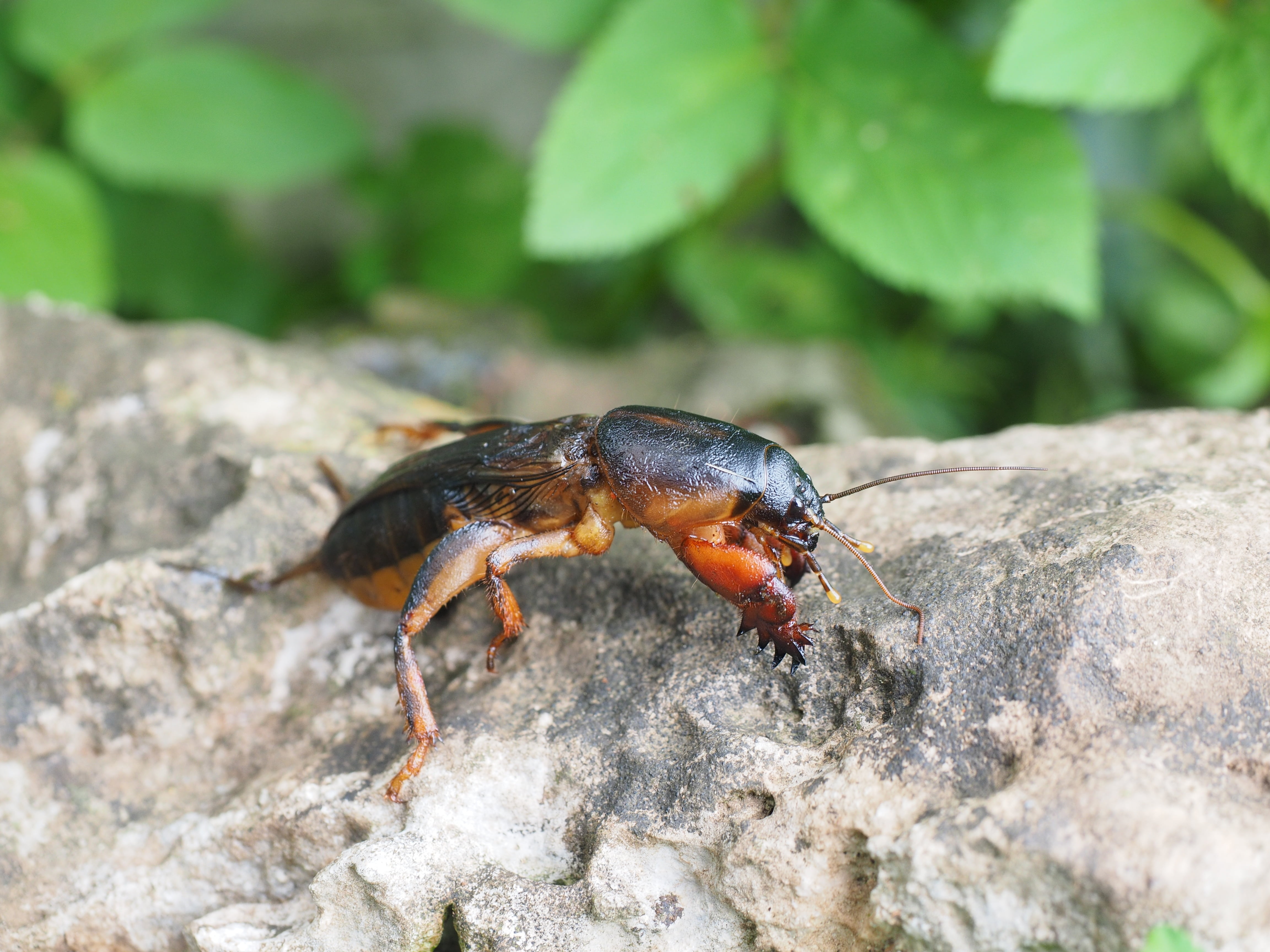 long probe shrink, animals in the wild, mole cricket, one animal, werre, gryllotalpa gryllotalpa, half devil, rock - object, outdoors, animal wildlife, HD Wallpaper