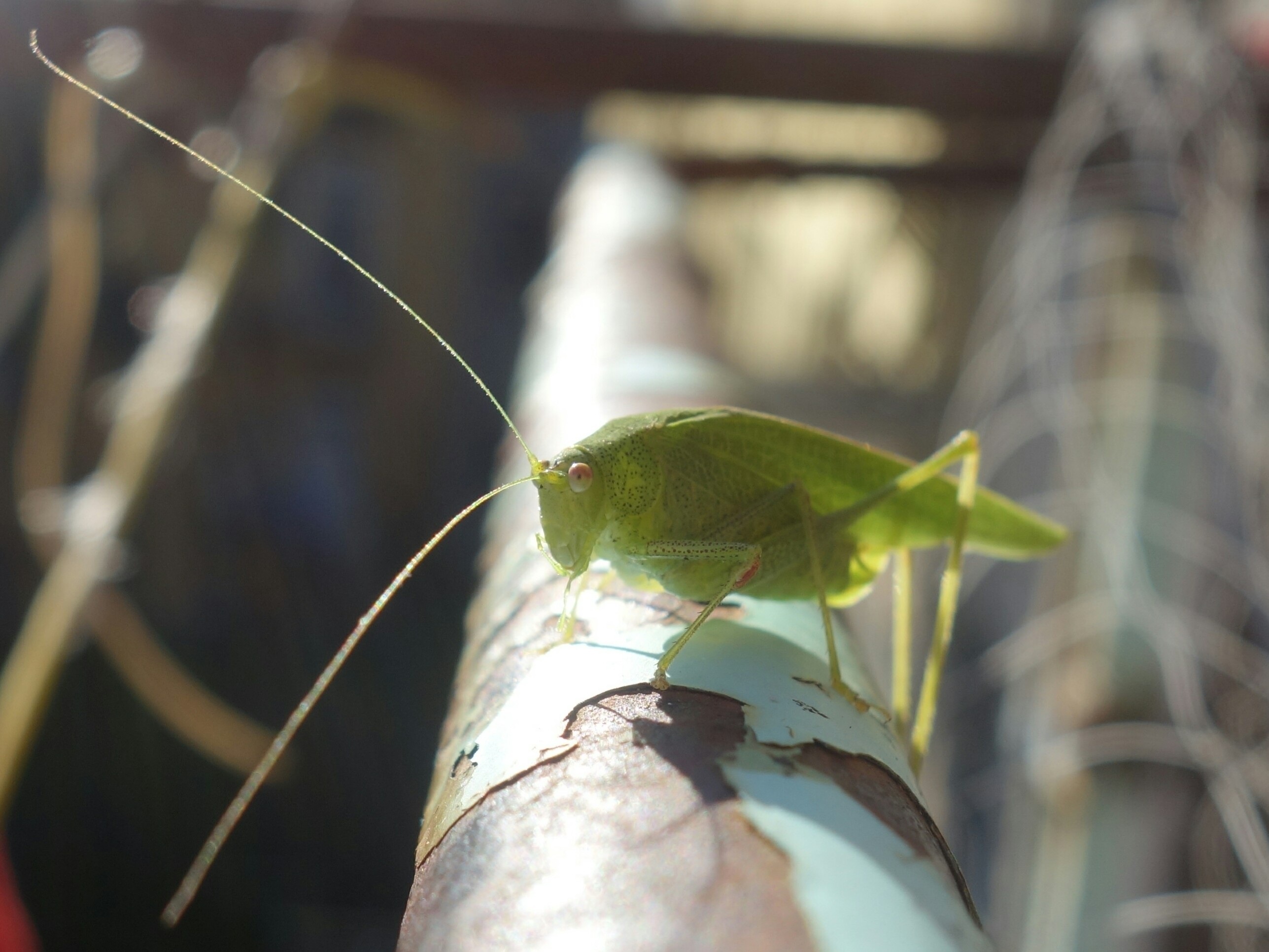 insect, focus on foreground, katydid, plant part, animal, 2K, animal wildlife, leaf, animals in the wild, one animal, praying mantis, grasshopper, close-up, HD Wallpaper